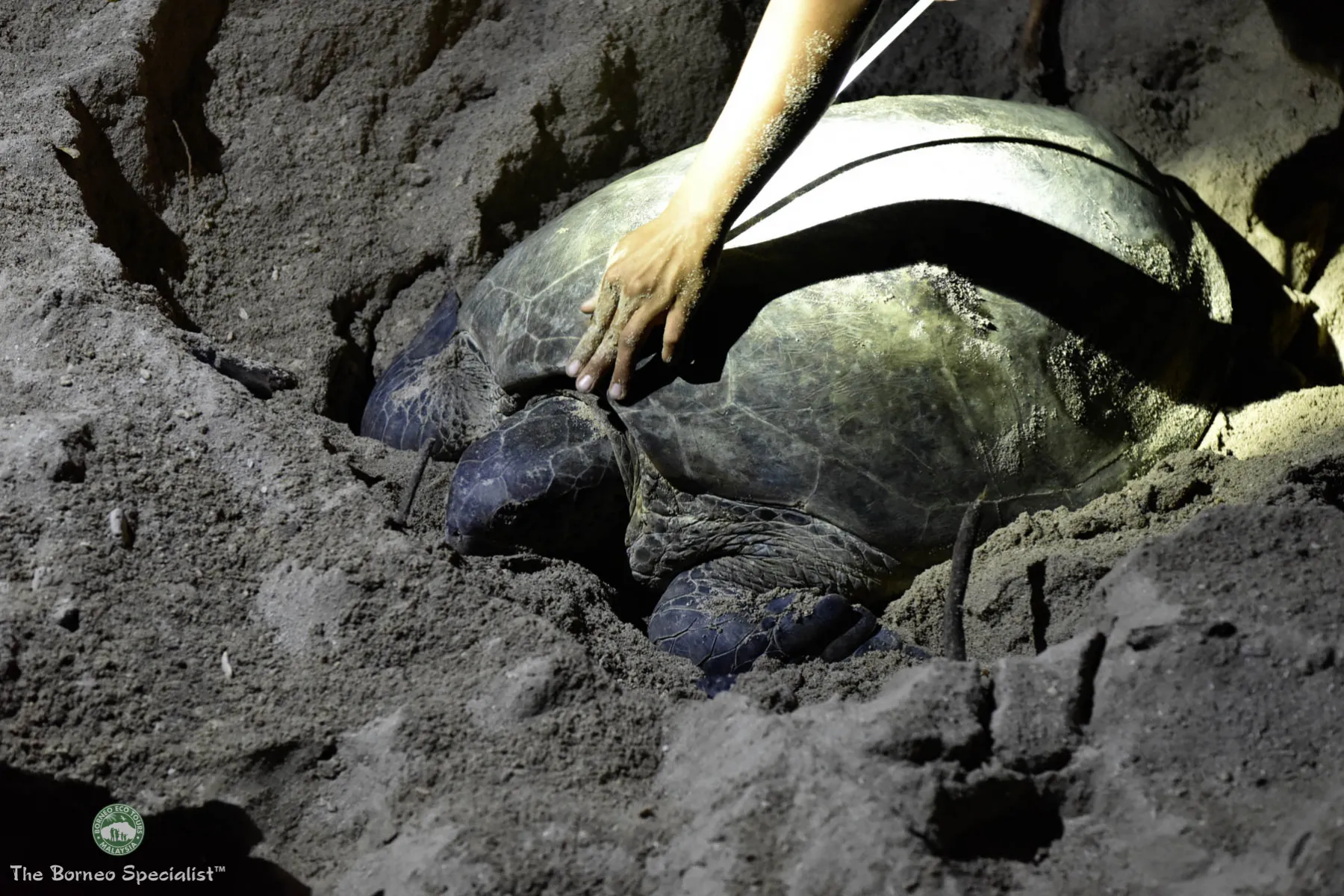 Watch as the wildlife ranger records and tags each turtle