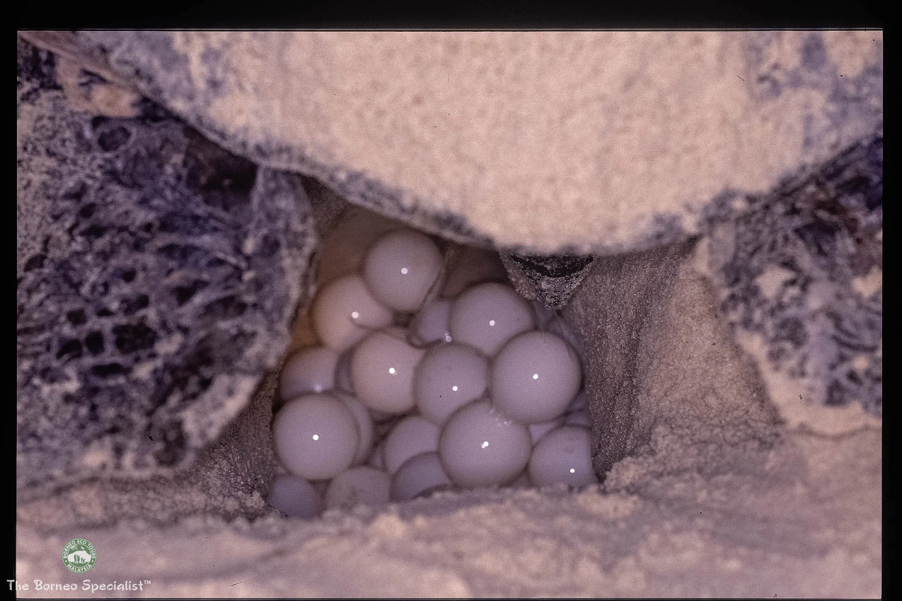 Counting eggs before they are hatched.