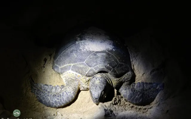 Watching Turtles Nesting at Selingan Island