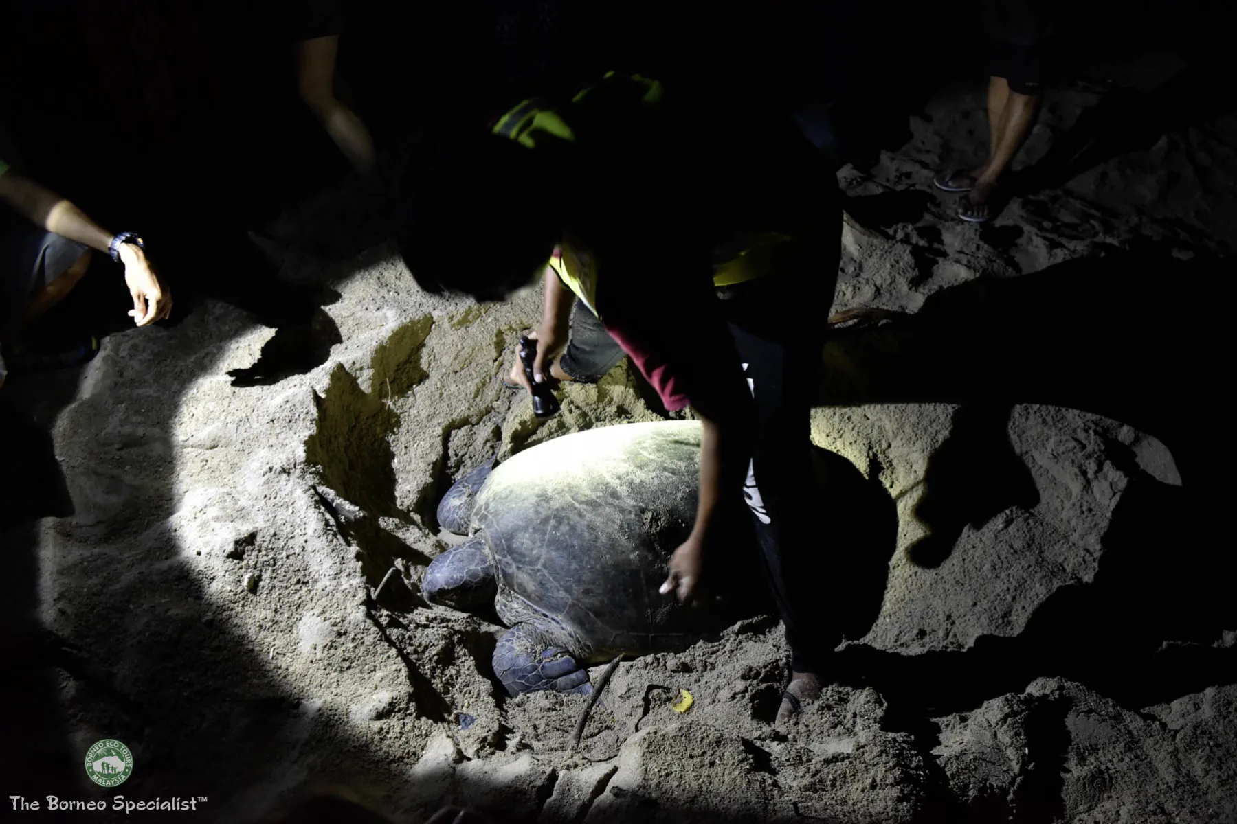 Observing rangers tagging green turtles at Selingan Island