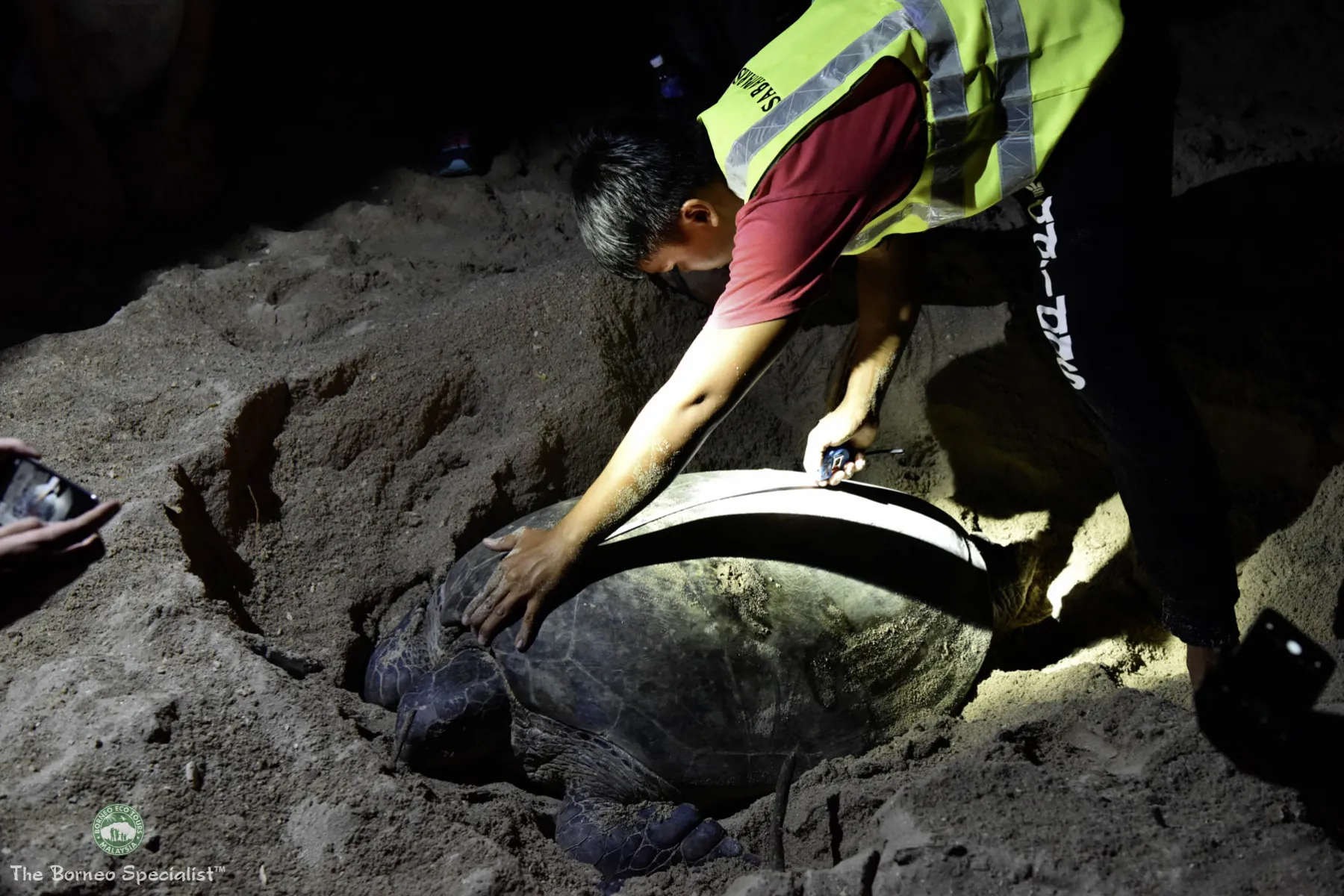 Tagging Green turtle