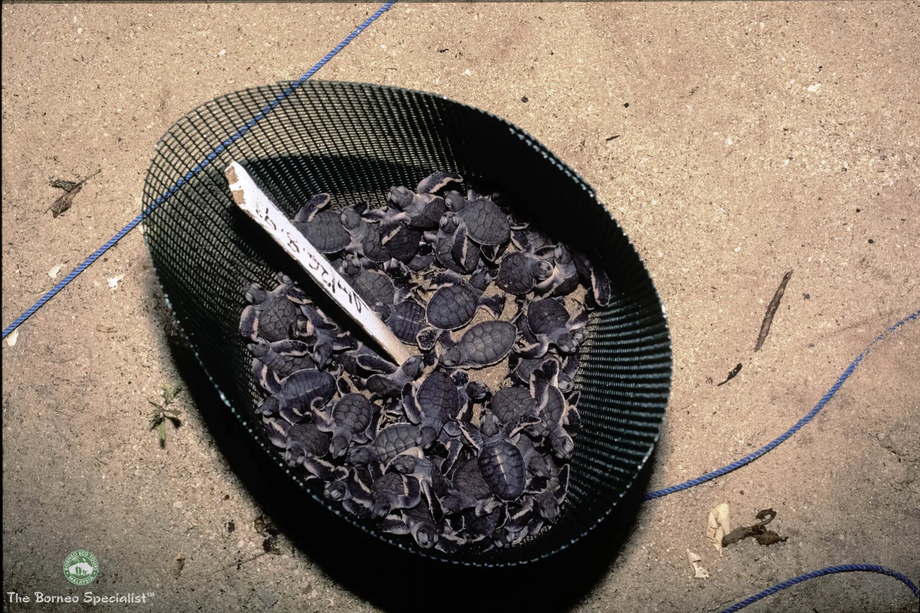 Transplanting of turtle eggs