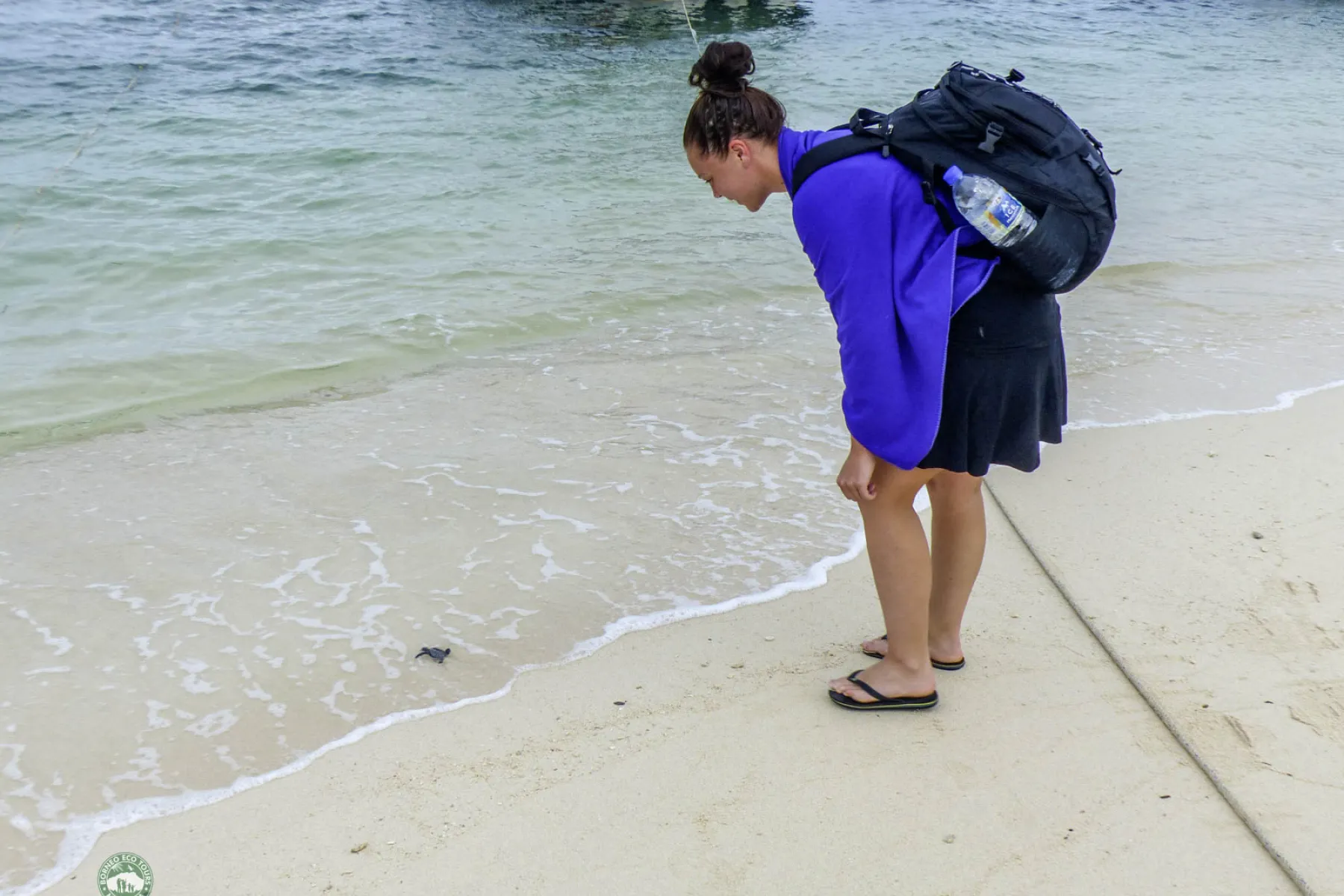 Releasing a baby turtle on the beach