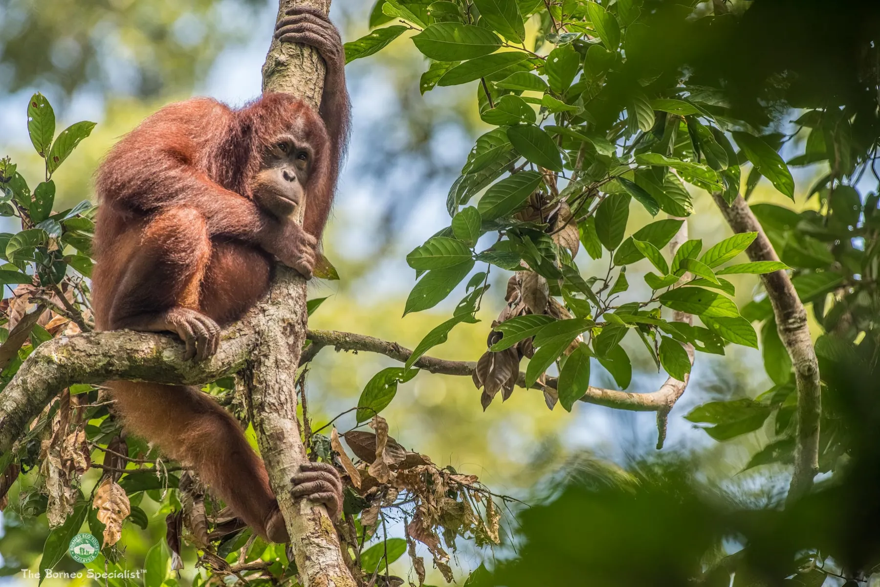 Sepilok Orang Utan Rehabilitation Centre