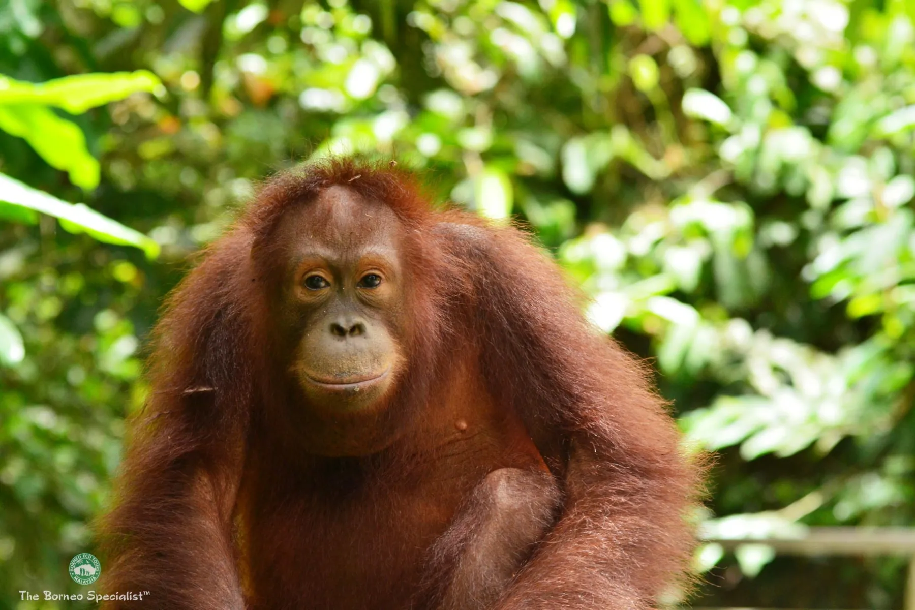 Sepilok Orang utan Rehabilitation Centre, Sandakan
