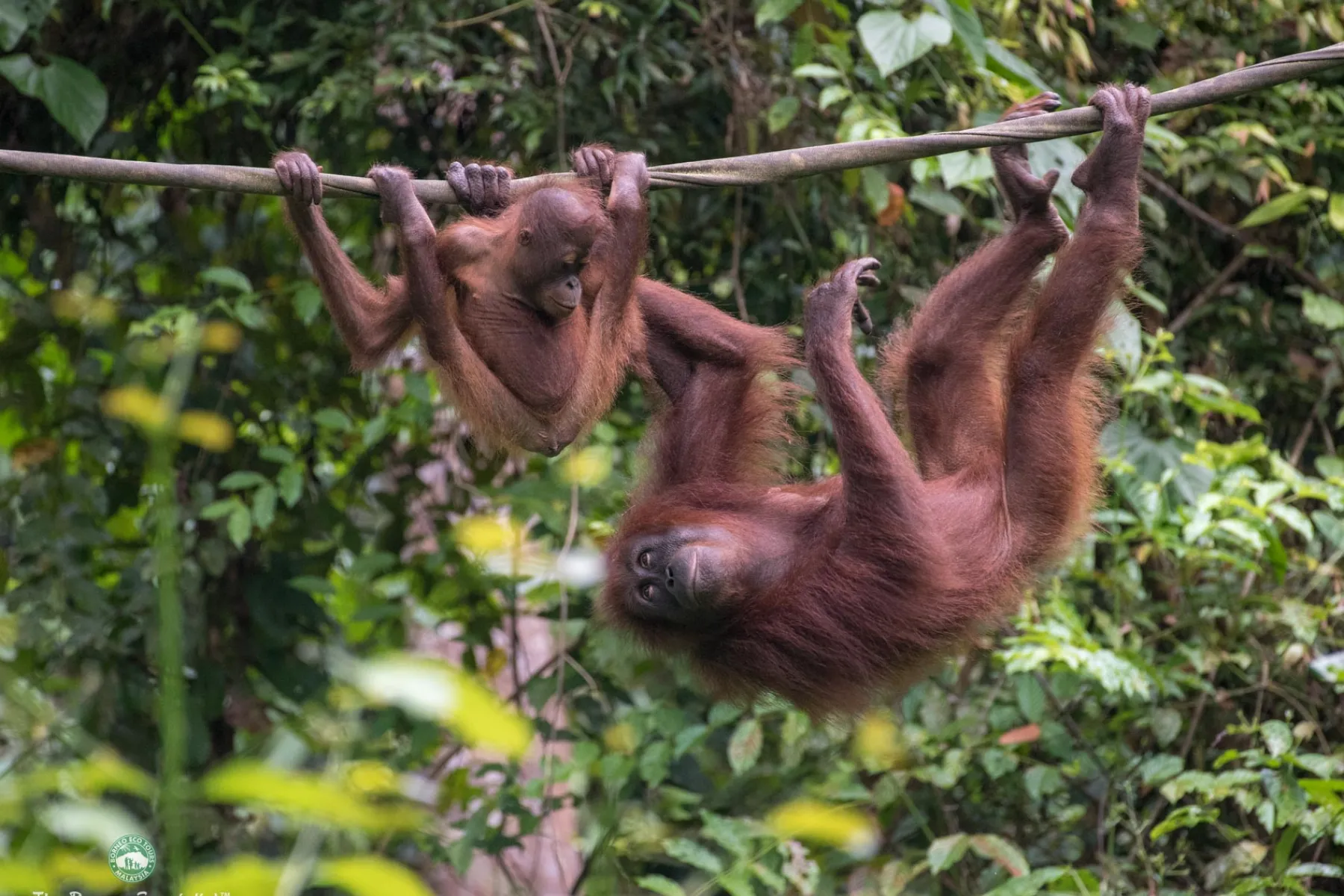 Sepilok Orang Utan Rehabilitation Centre