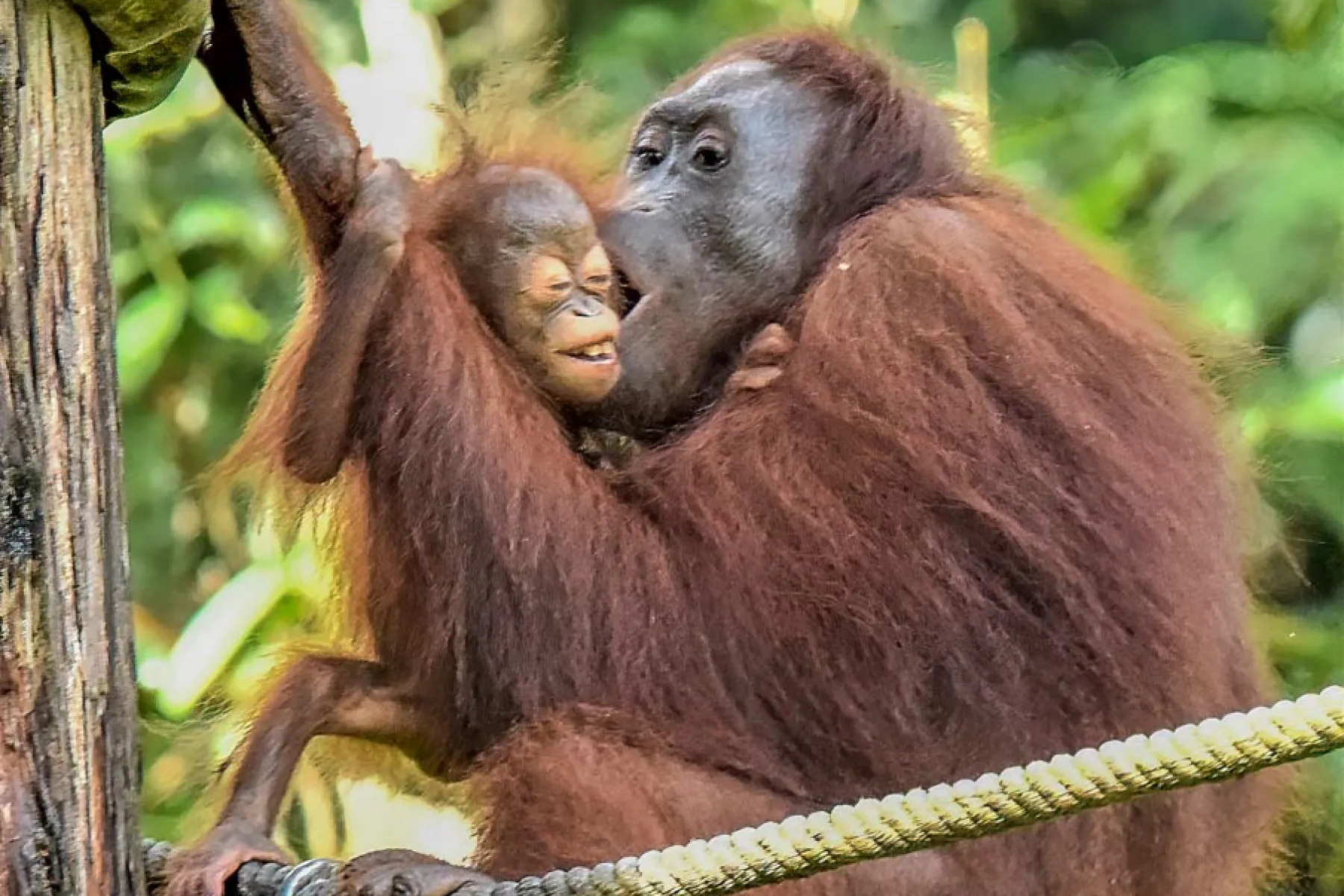 Orang utan mother and baby