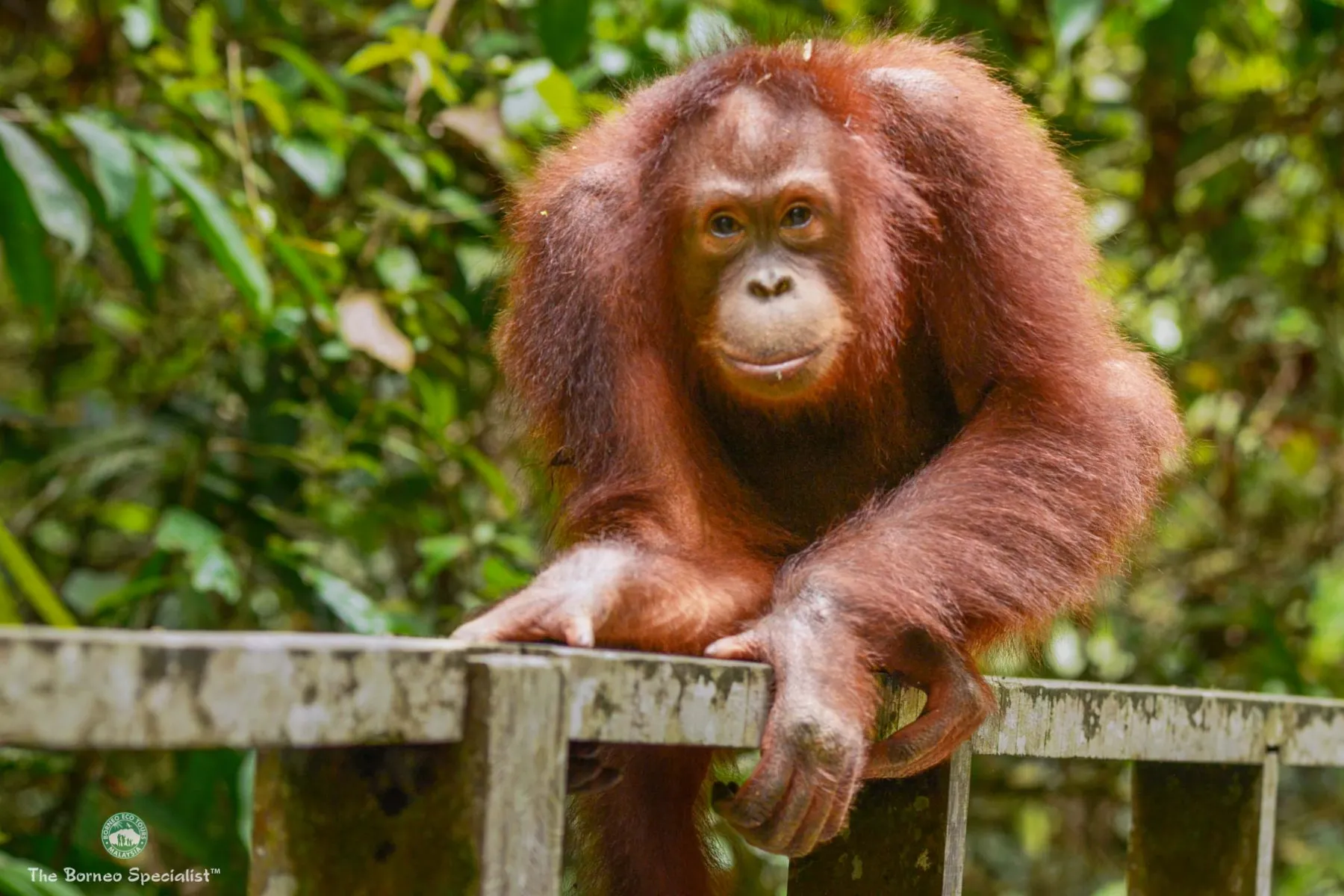 Orang utan waiting for feeding time