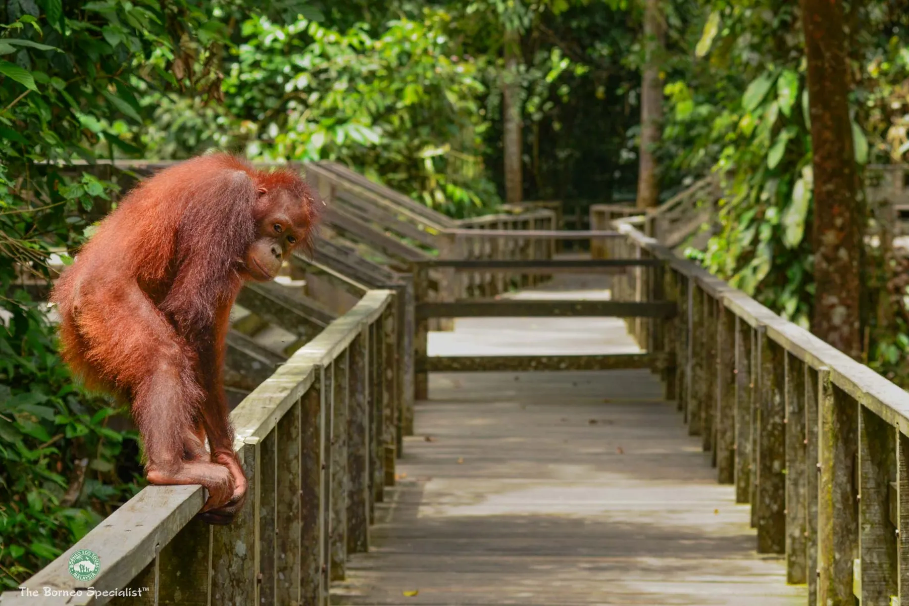 Boardwalk to Orang utan feeding platform