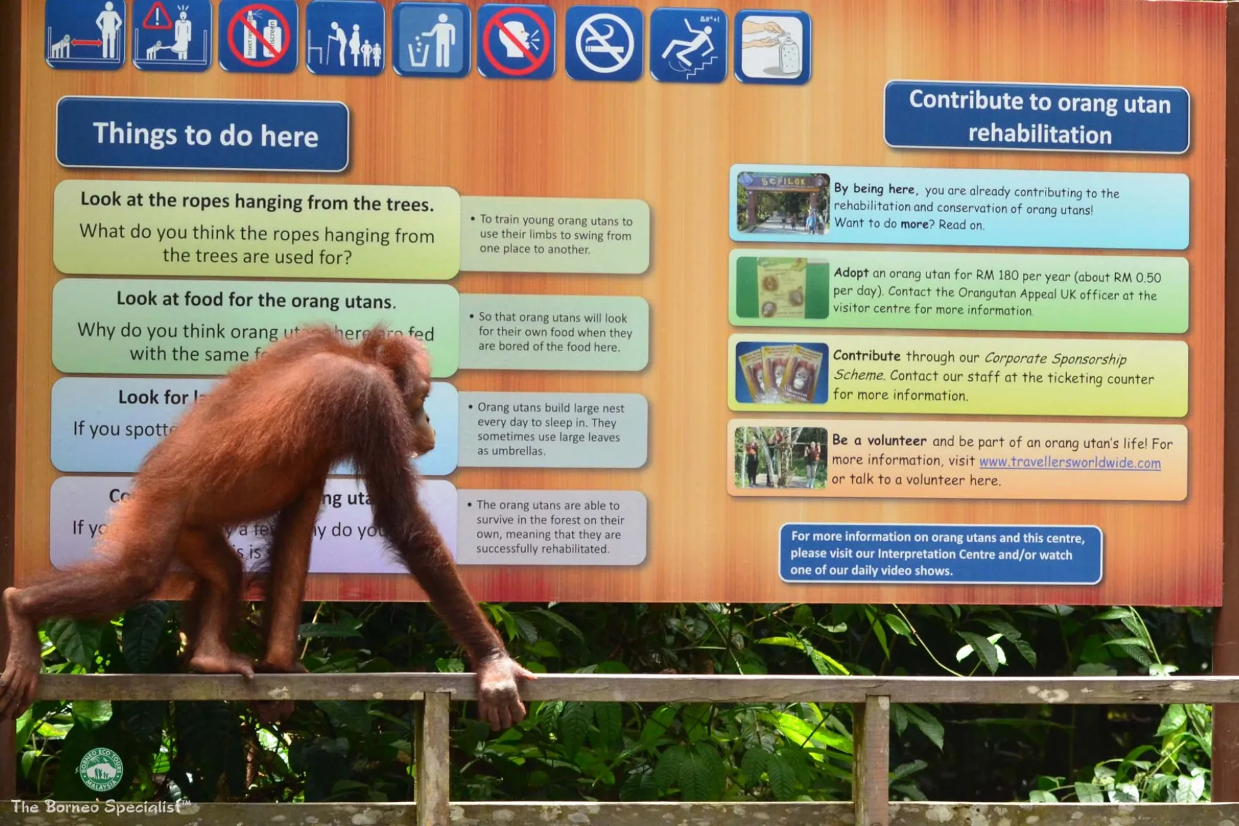 Sepilok orang utan Rehabilitation Centre