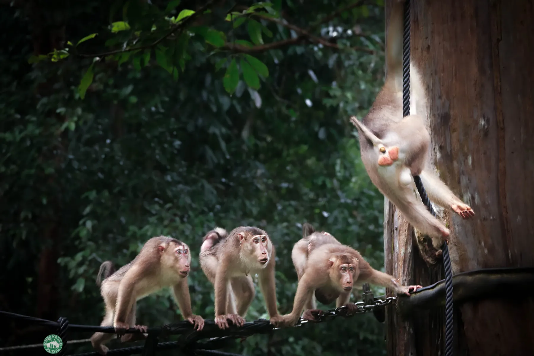 Pig-tailed macaques