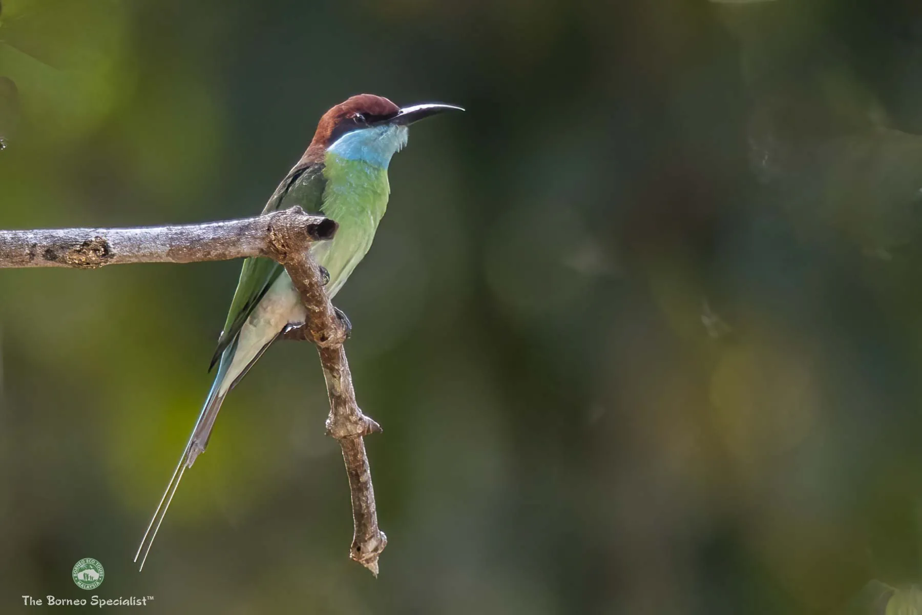 Blue throated bee-eater