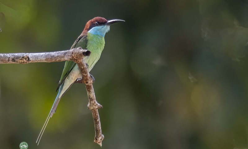 Birdwatching 