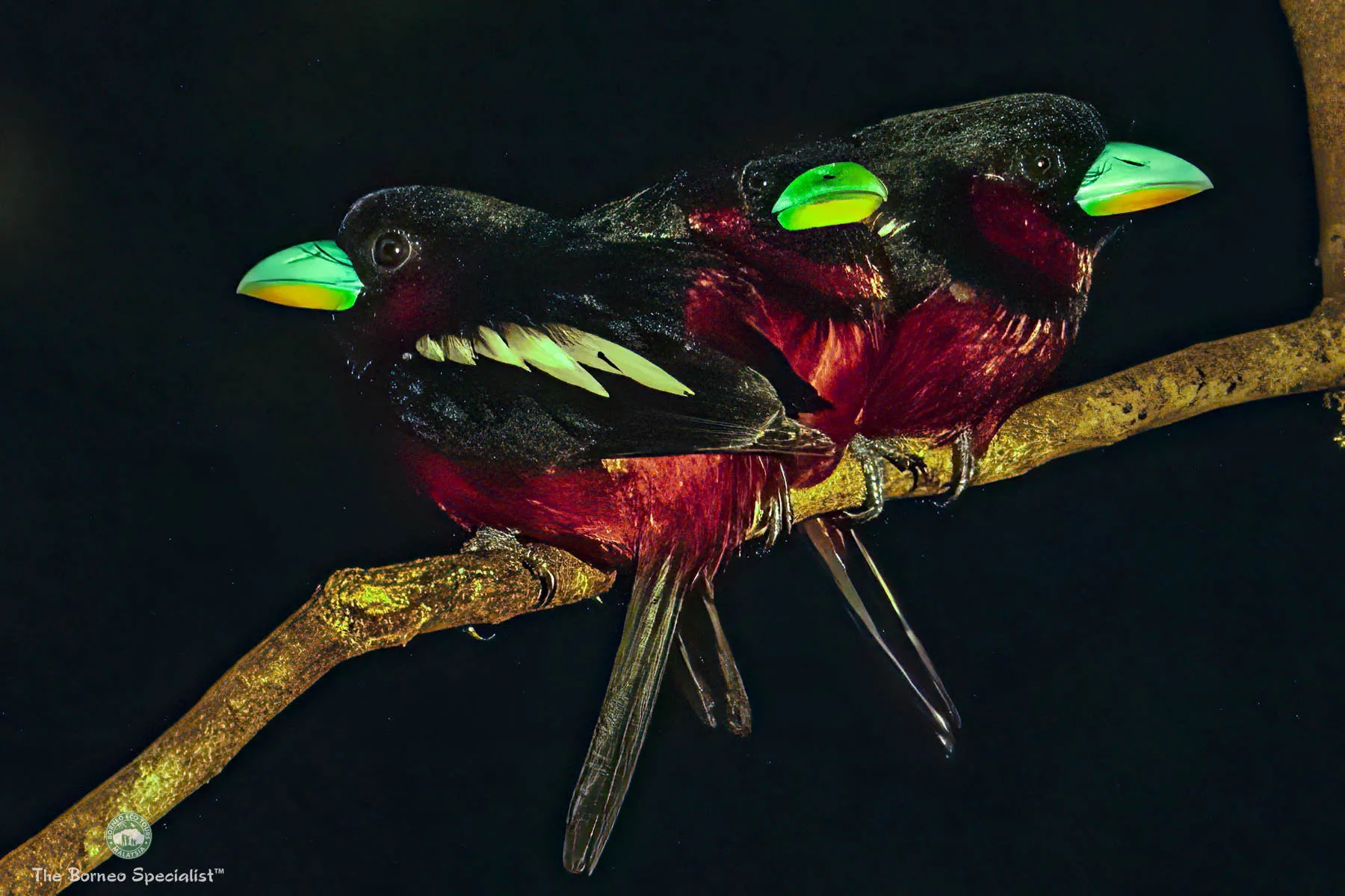 black and red broadbill