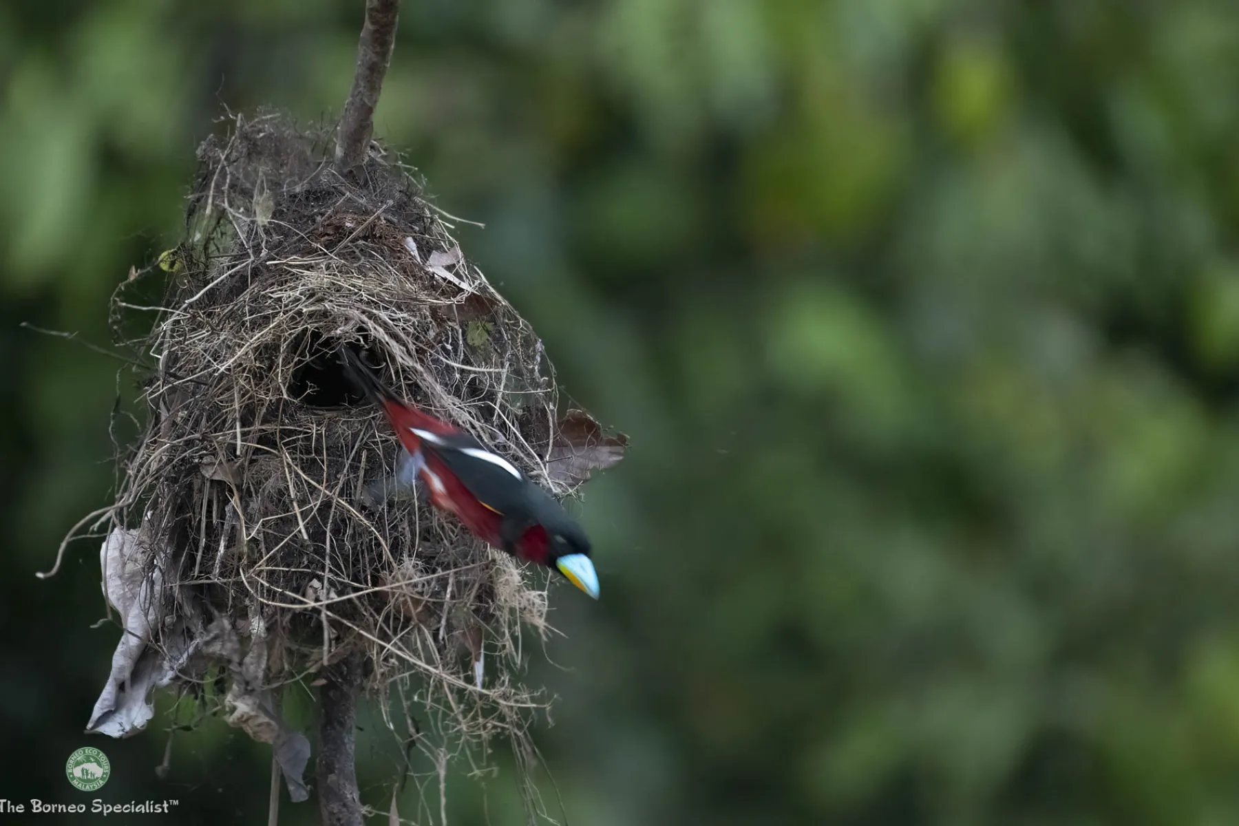 Black and red broadbill