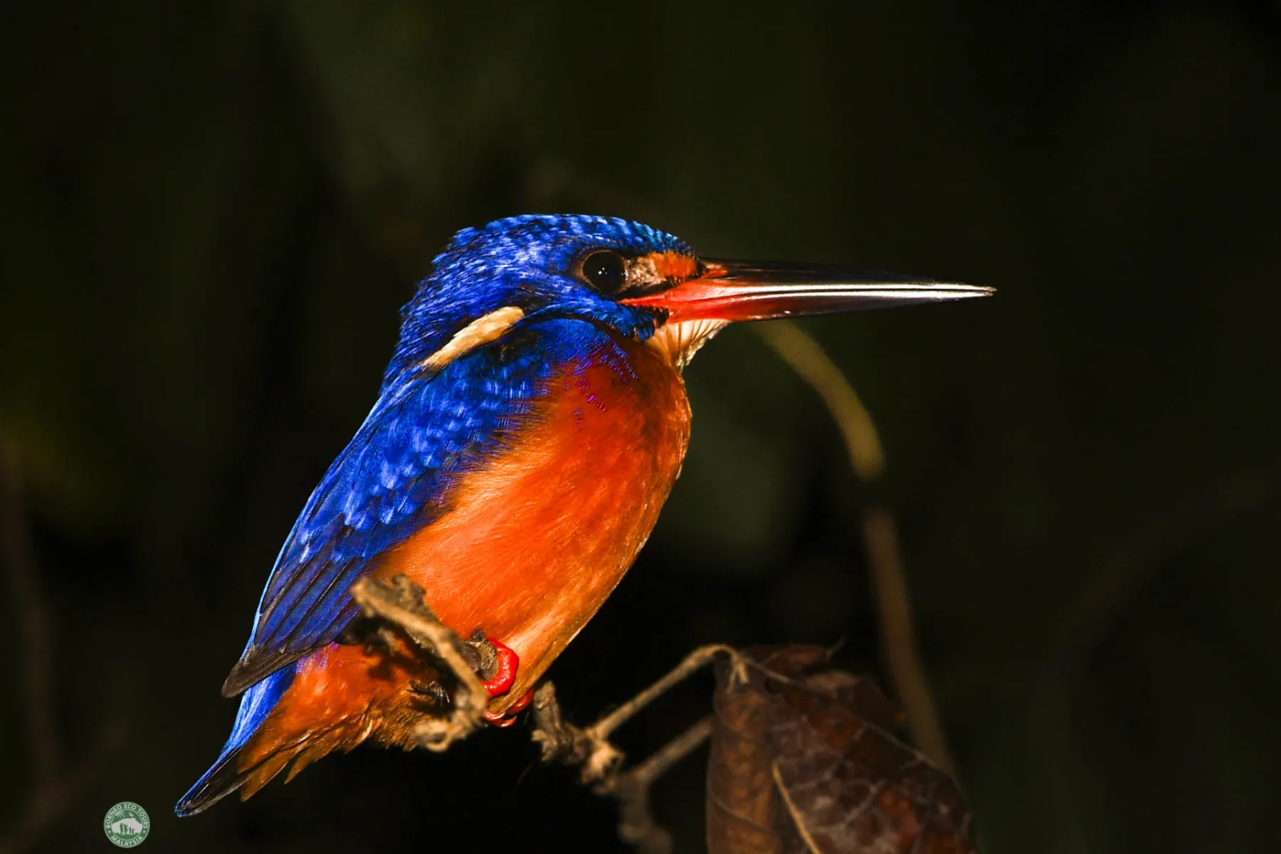 Blue-eared kingfisher