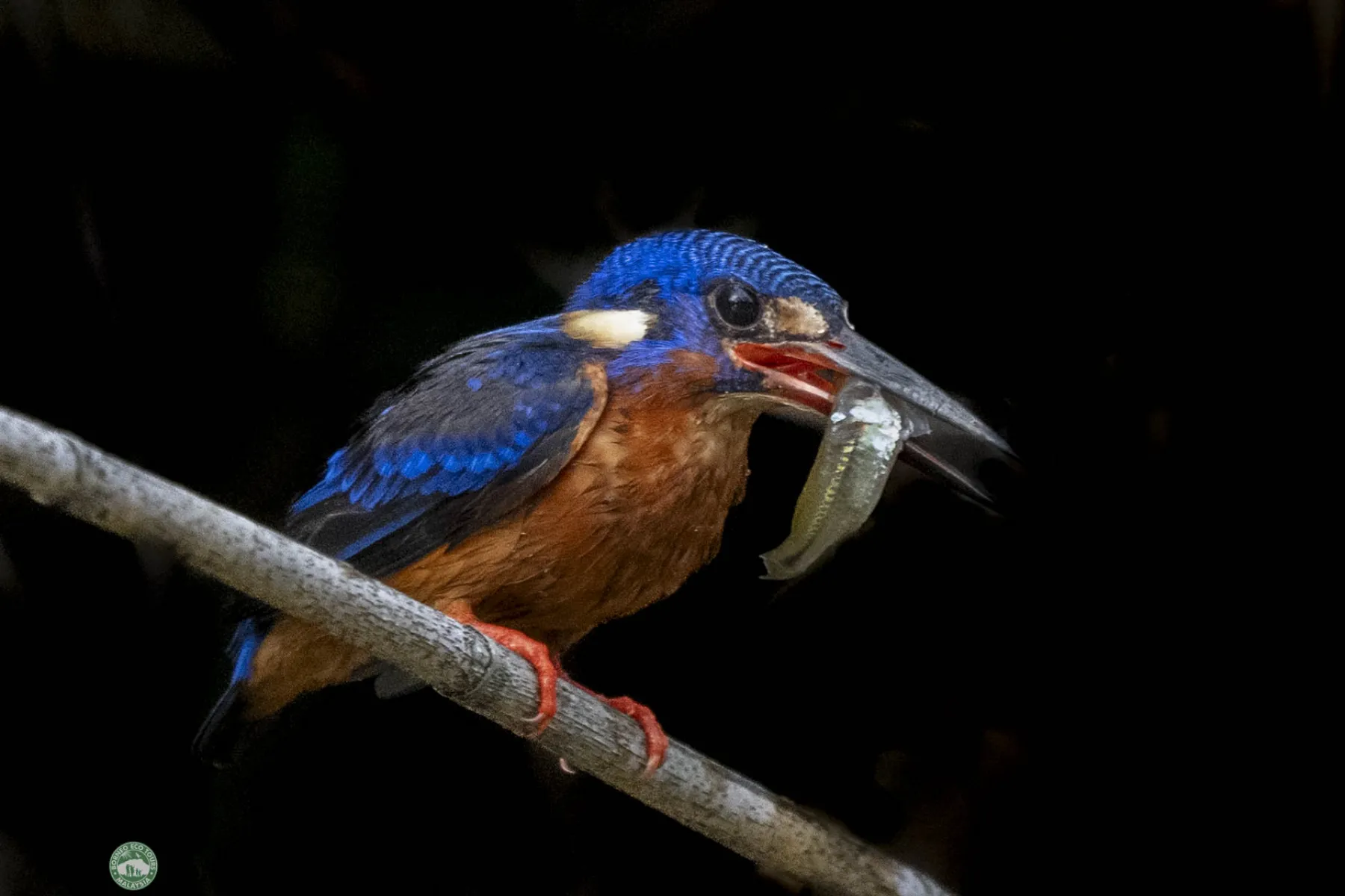 Blue-eared kingfisher