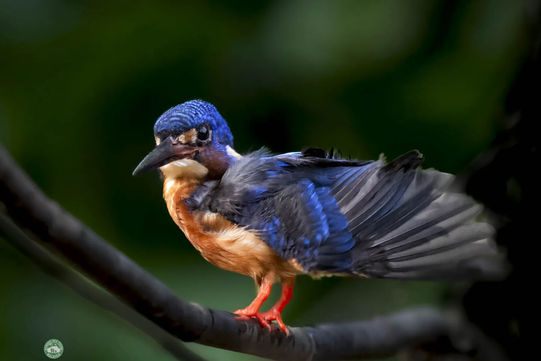 Blue-eared kingfisher
