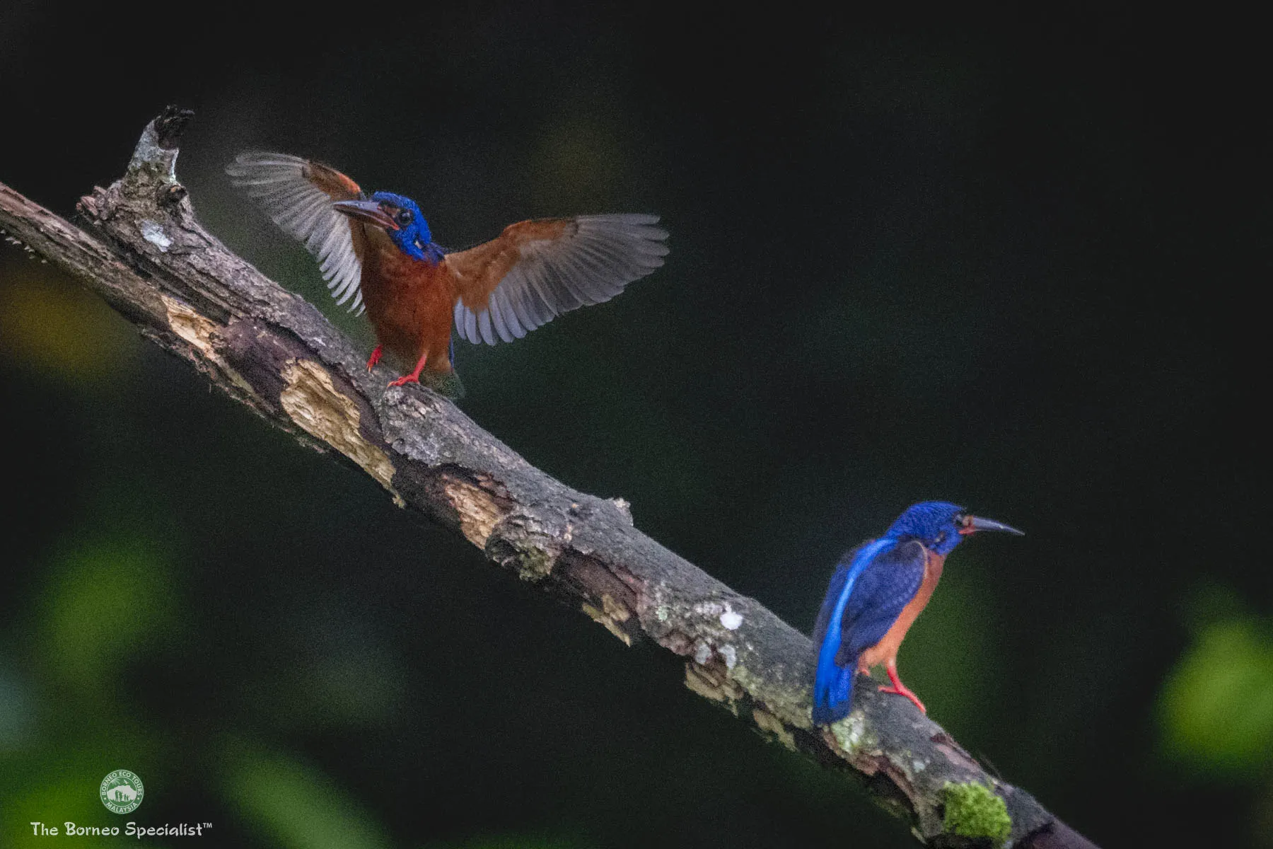 Blue eared kingfisher