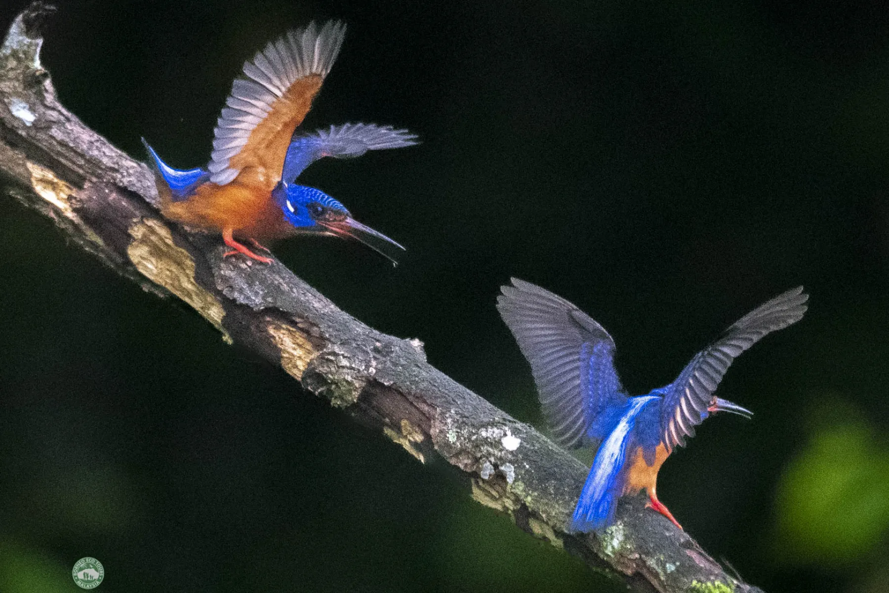 blue eared kingfisher