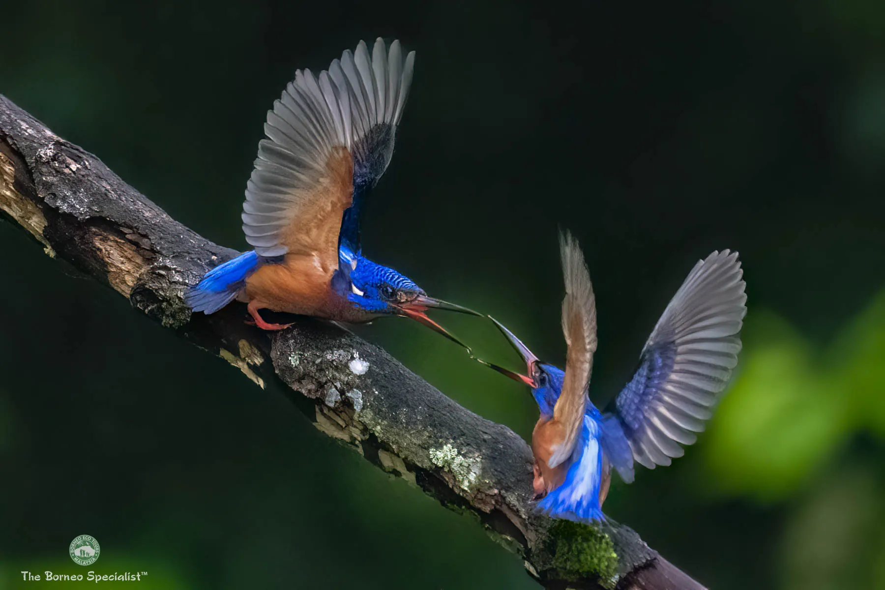 Blue eared kingfishers