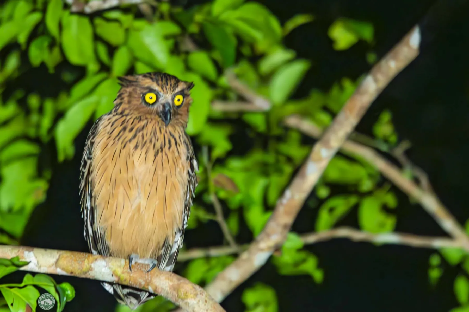Buffy fish owl