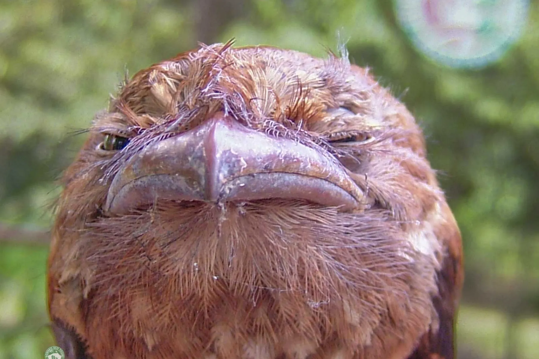 Gould's frogmouth