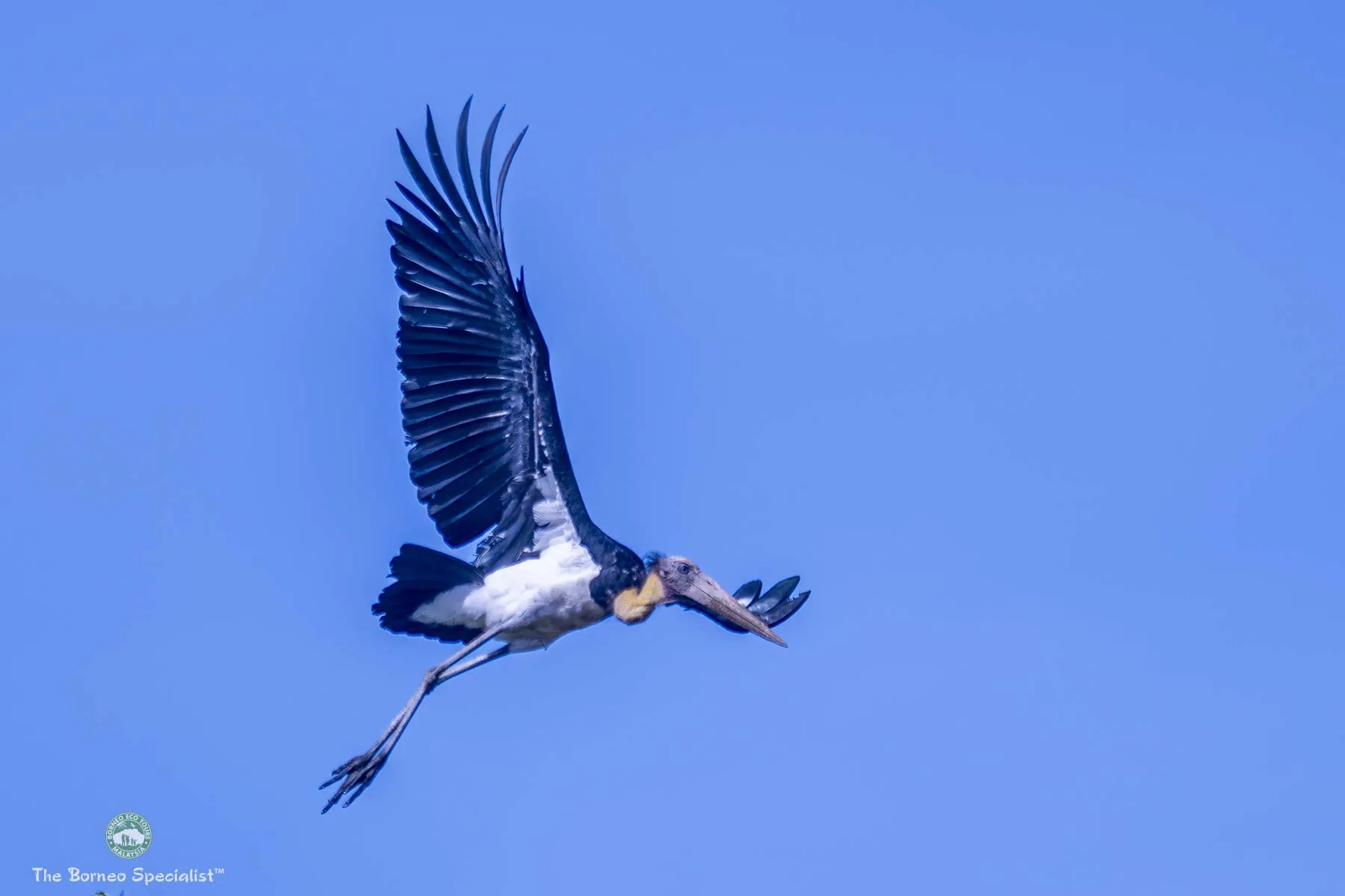 Lesser adjutant stork