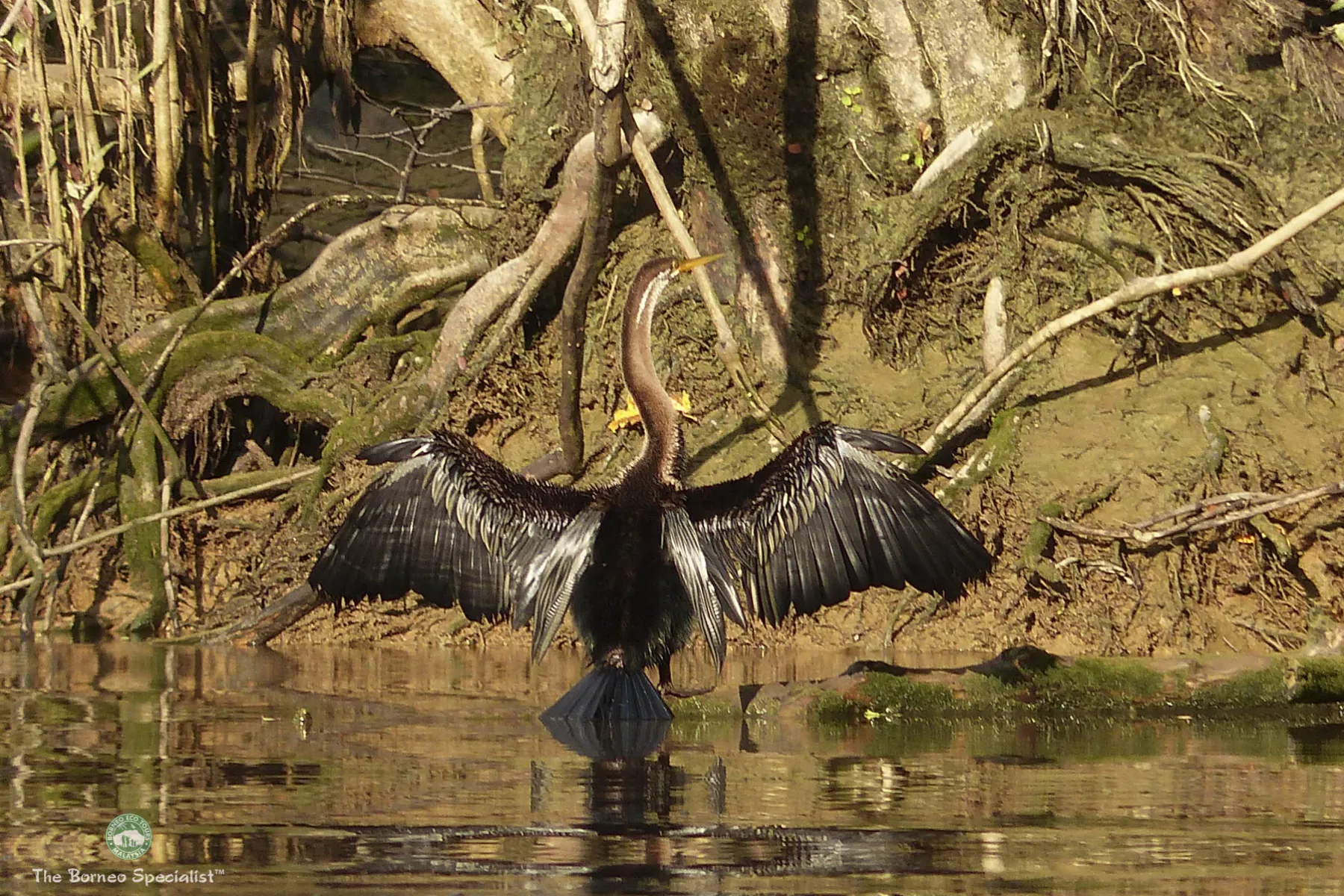 Oriental darter
