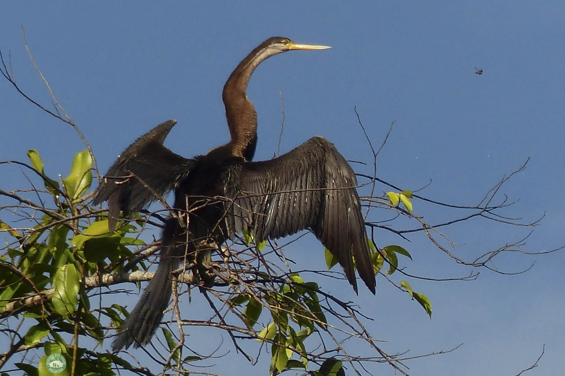 Oriental darter