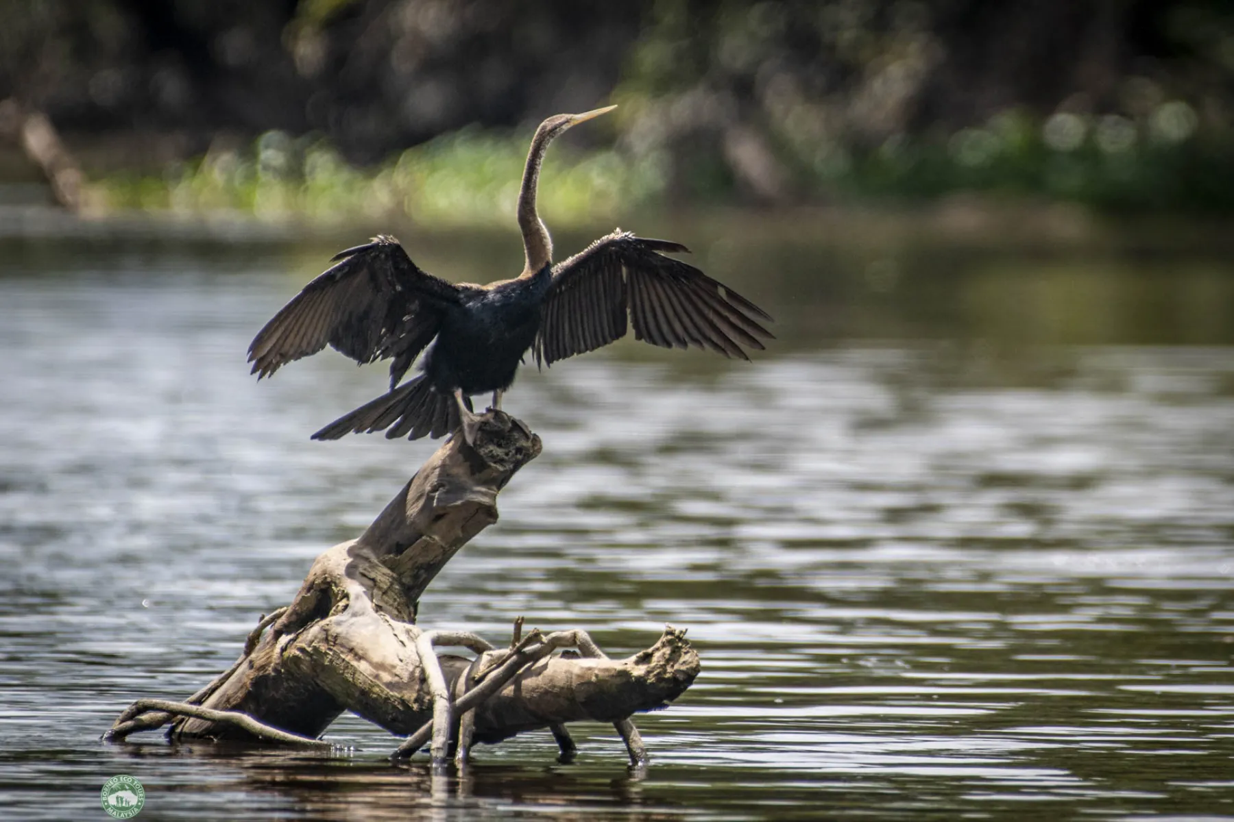 Oriental darter