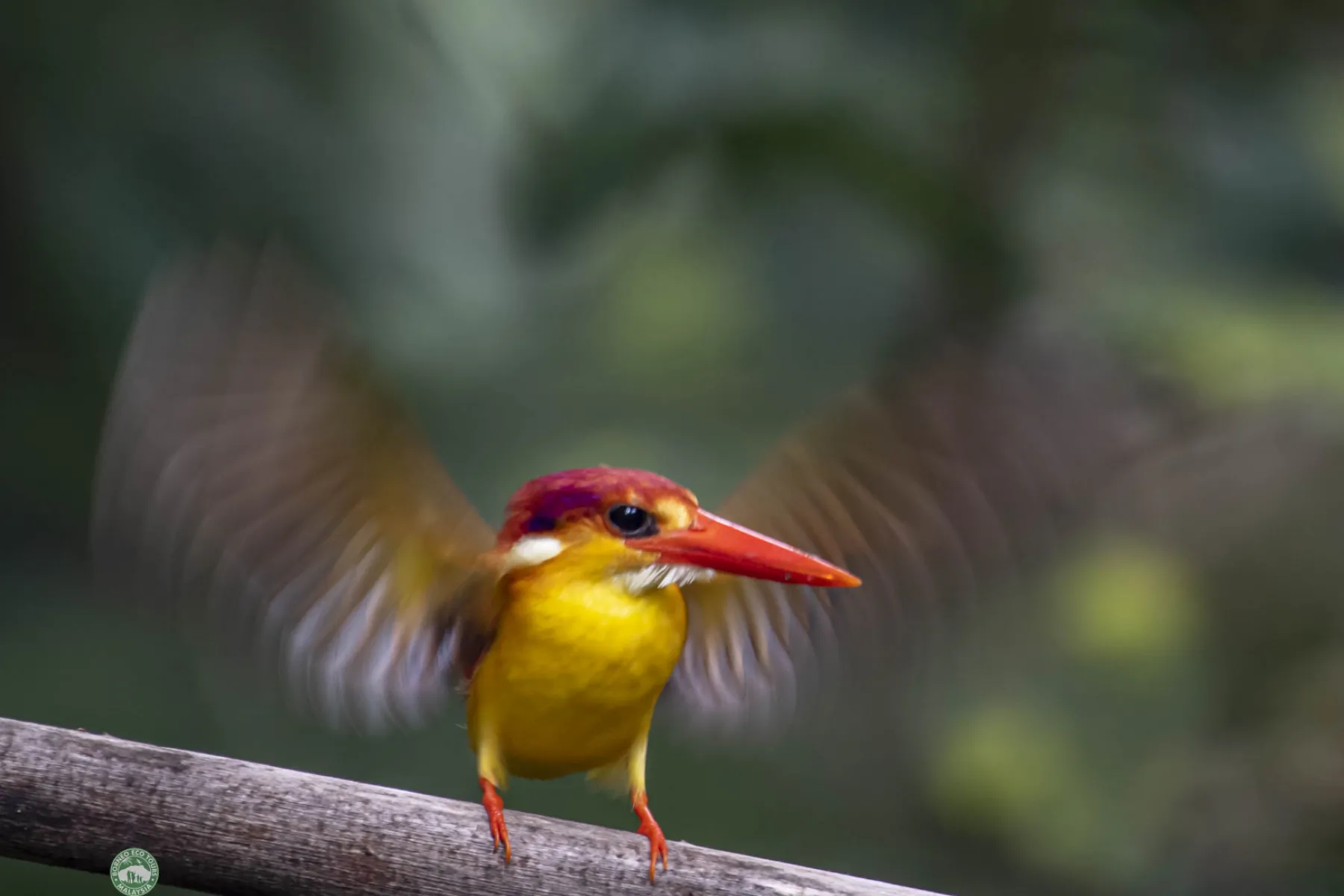 oriental dwarf kingfisher