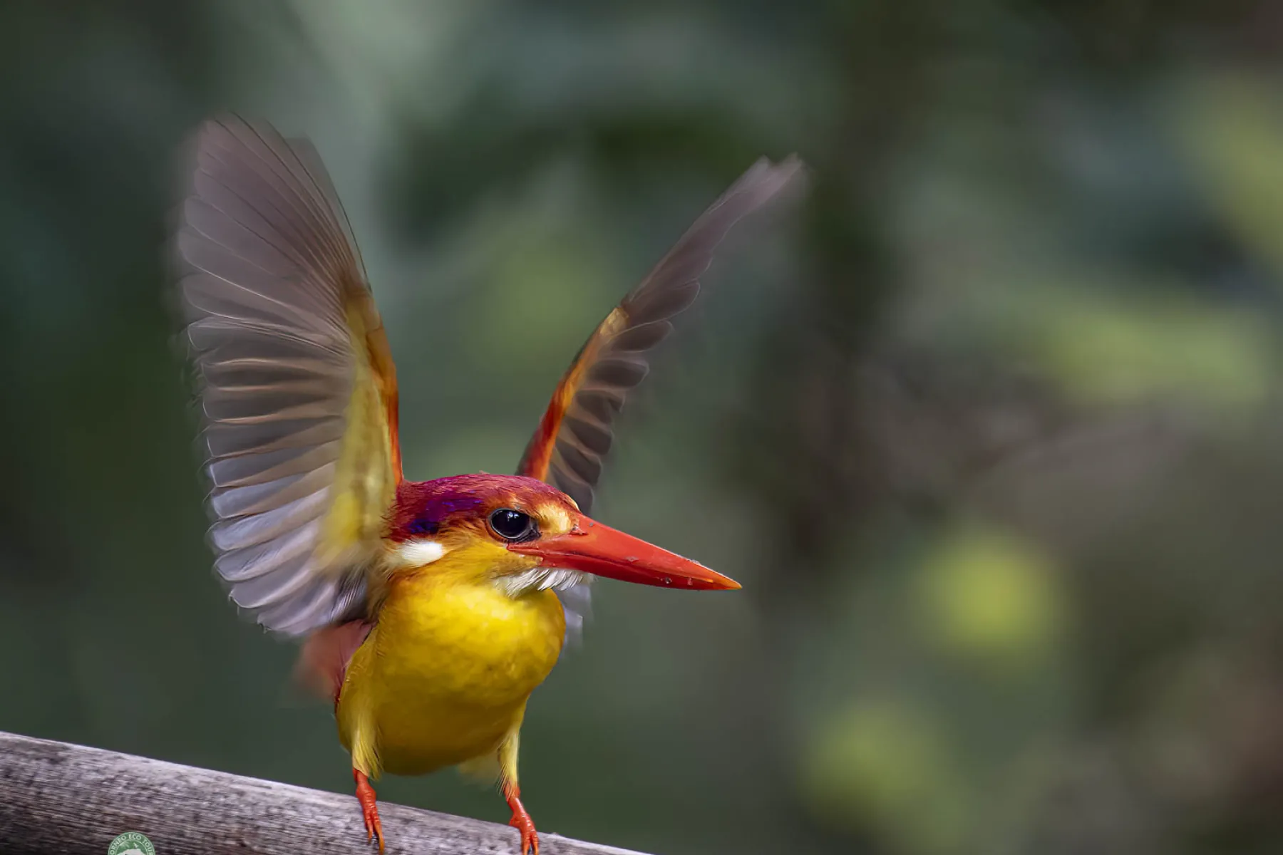 Oriental dwarf kingfisher