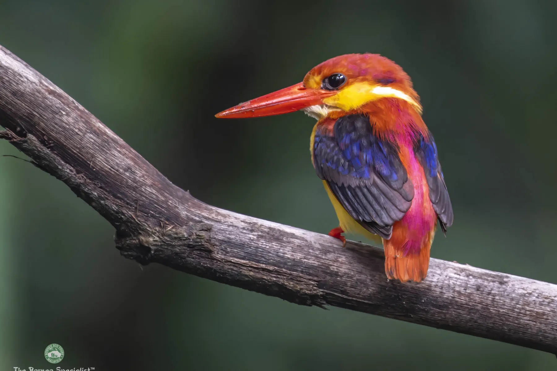 Rufous-backed kingfisher