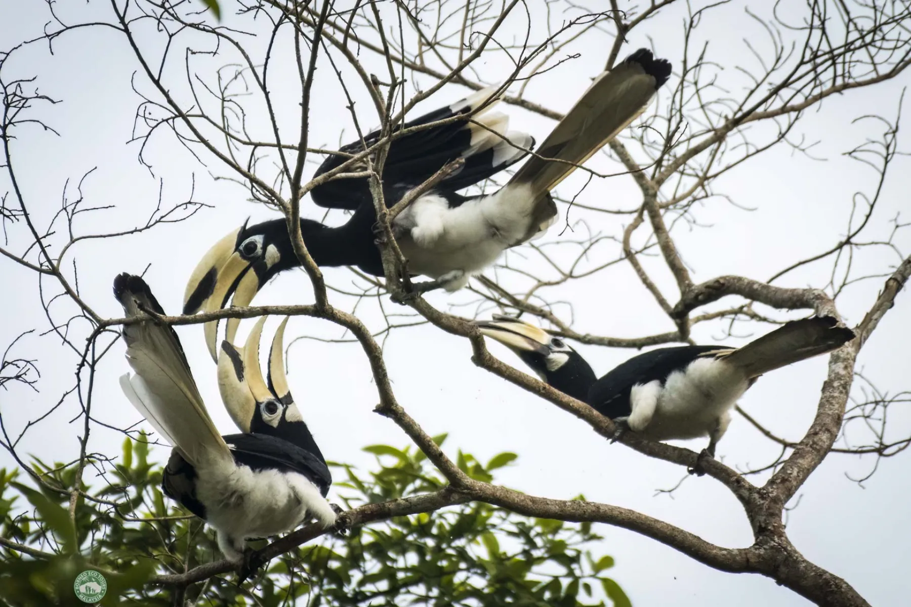 Oriental pied hornbill