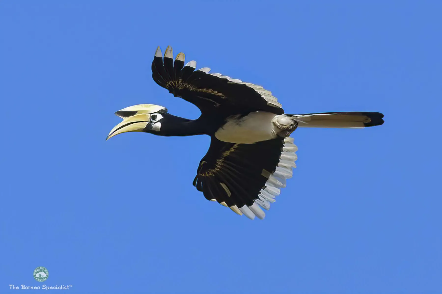 Oriental pied hornbill