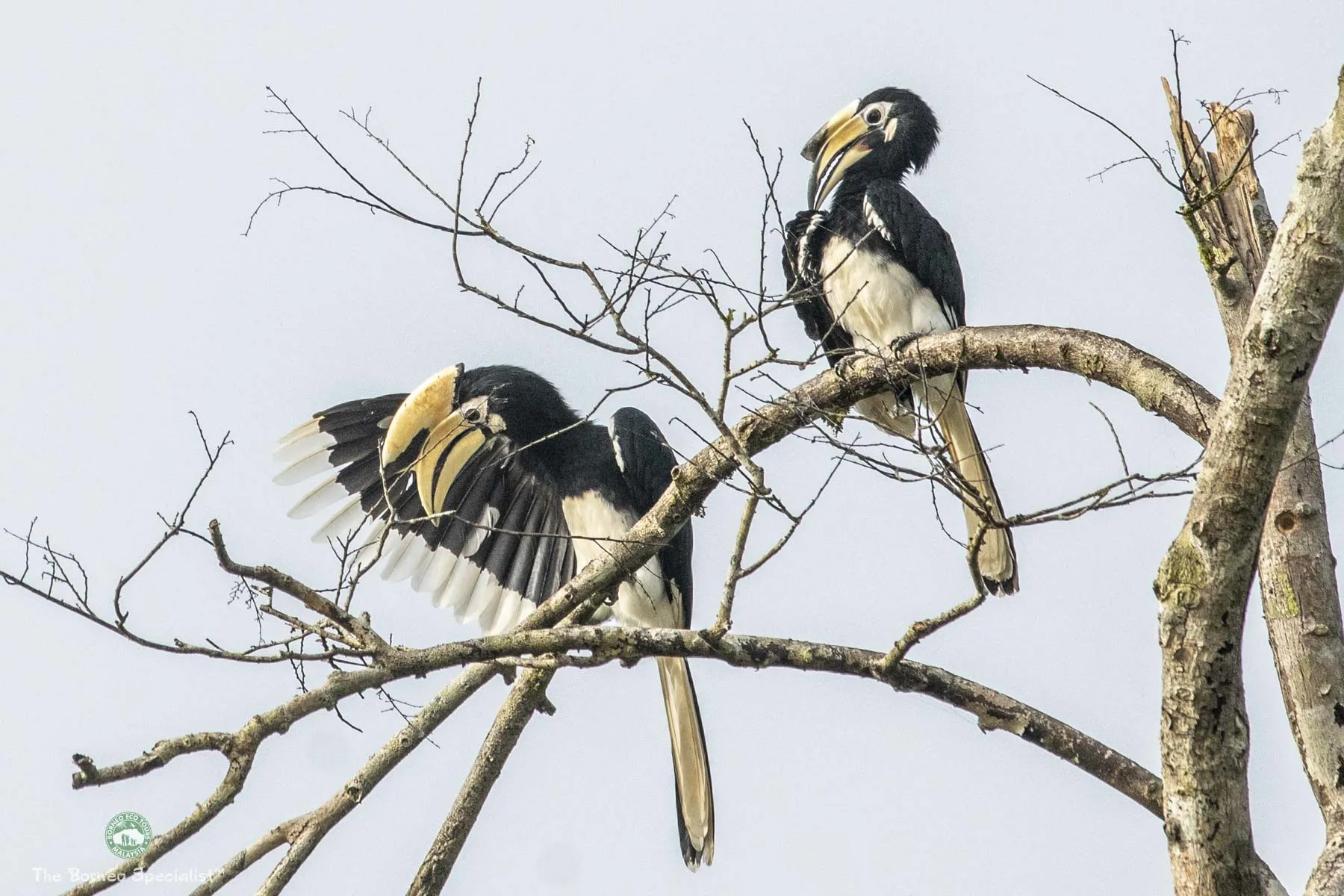 Oriental pied hornbill