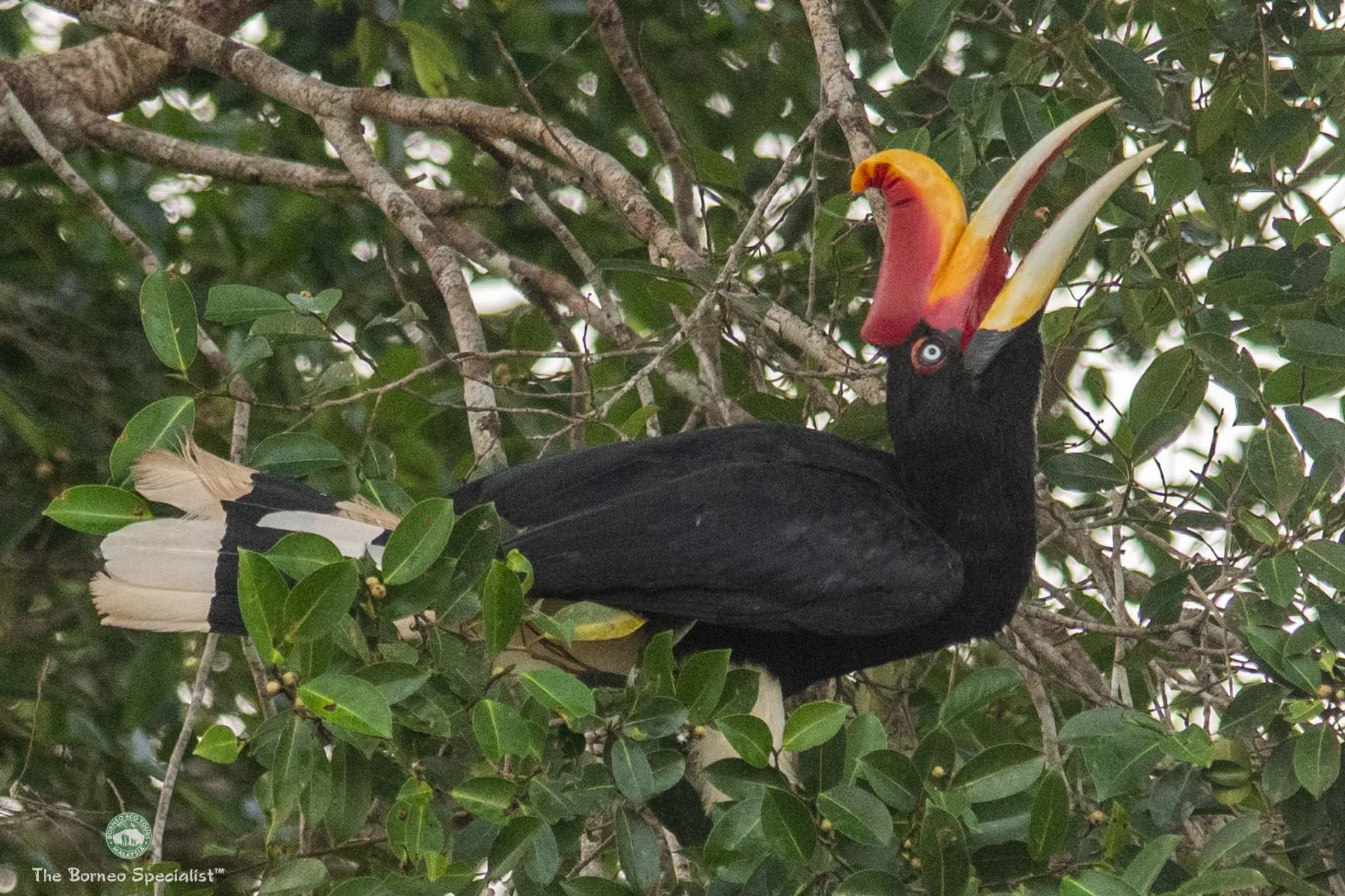 Rhinoceros hornbill