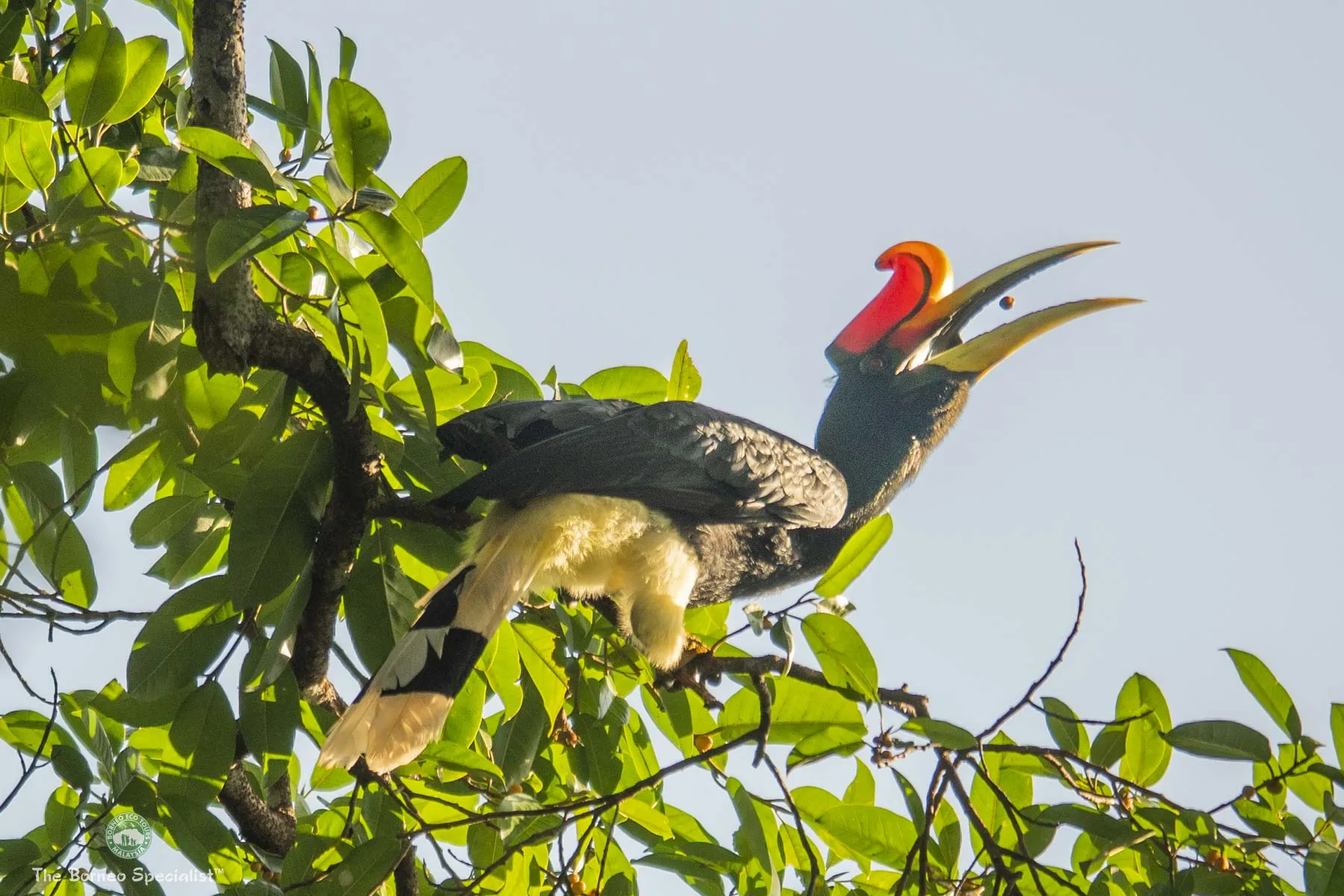 Rhinoceros hornbill