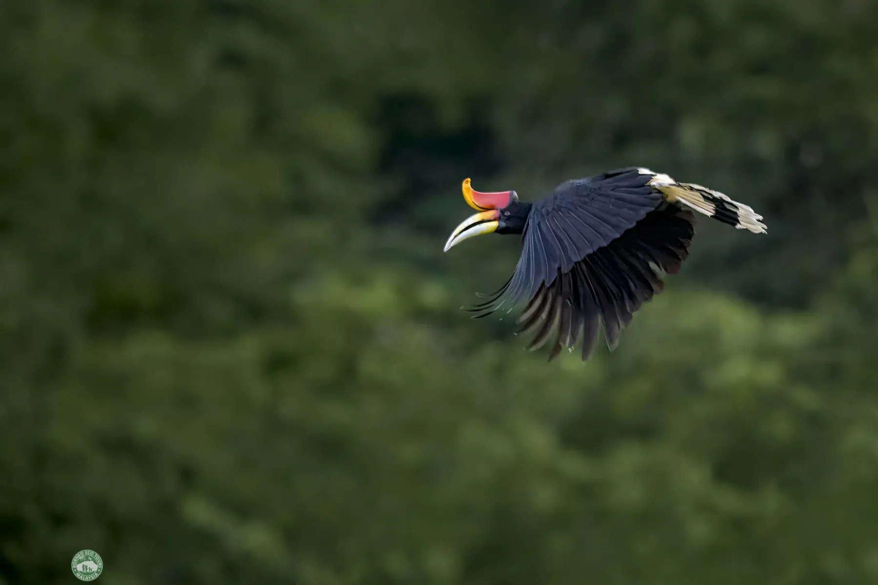 Rhinoceros hornbill