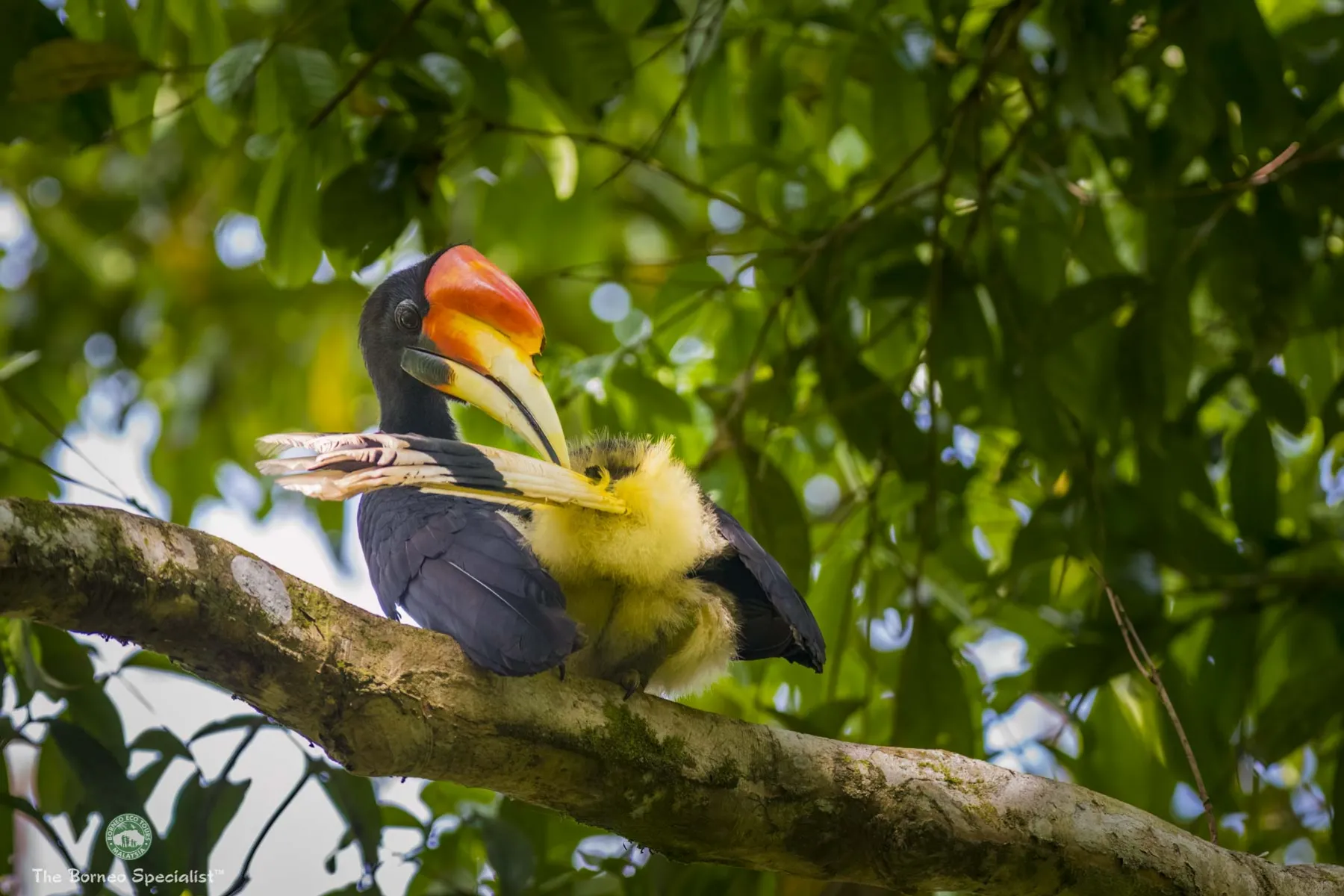 Rhinoceros hornbill