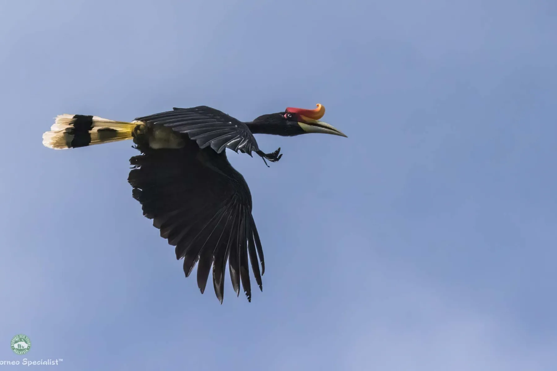Rhinoceros hornbill