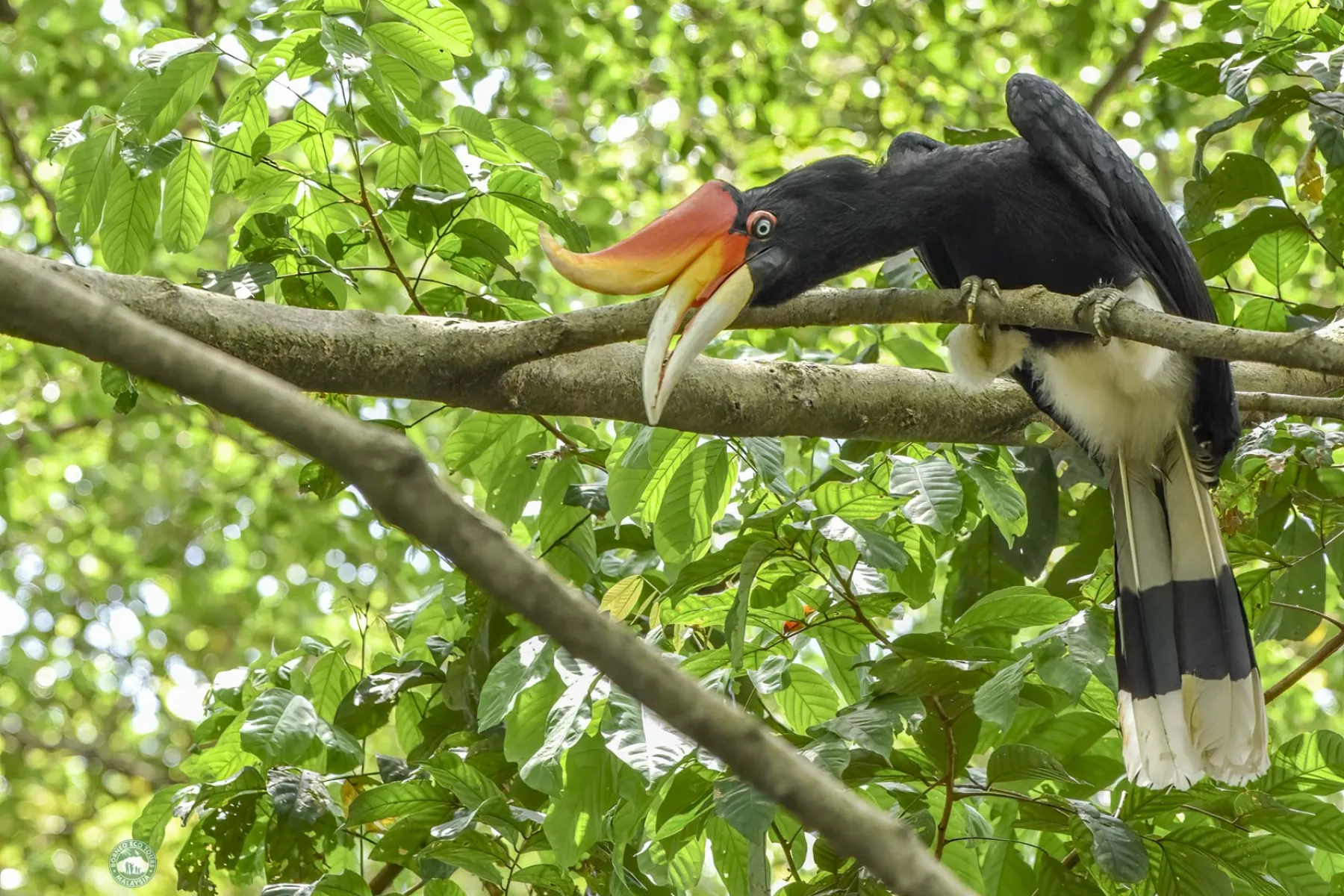 Rhinoceros hornbill