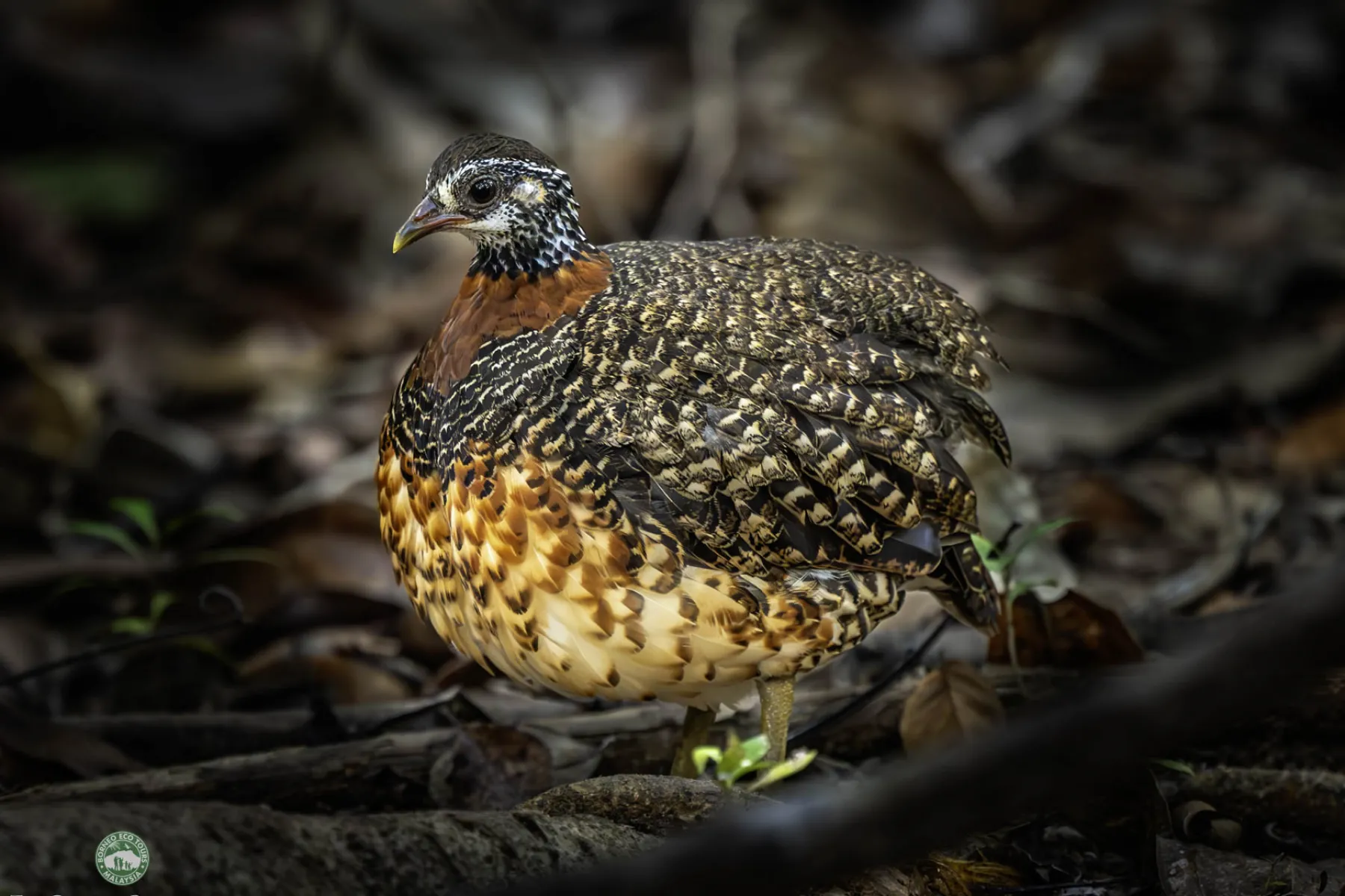 Sabah Partridge