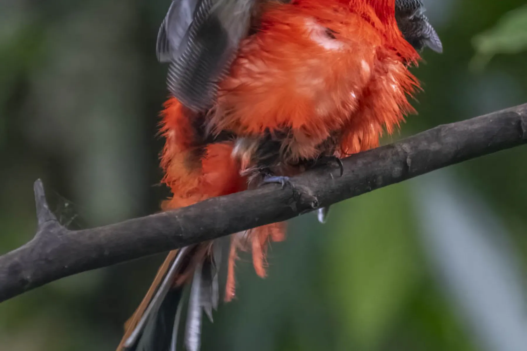 Scarlet rumped hornbill