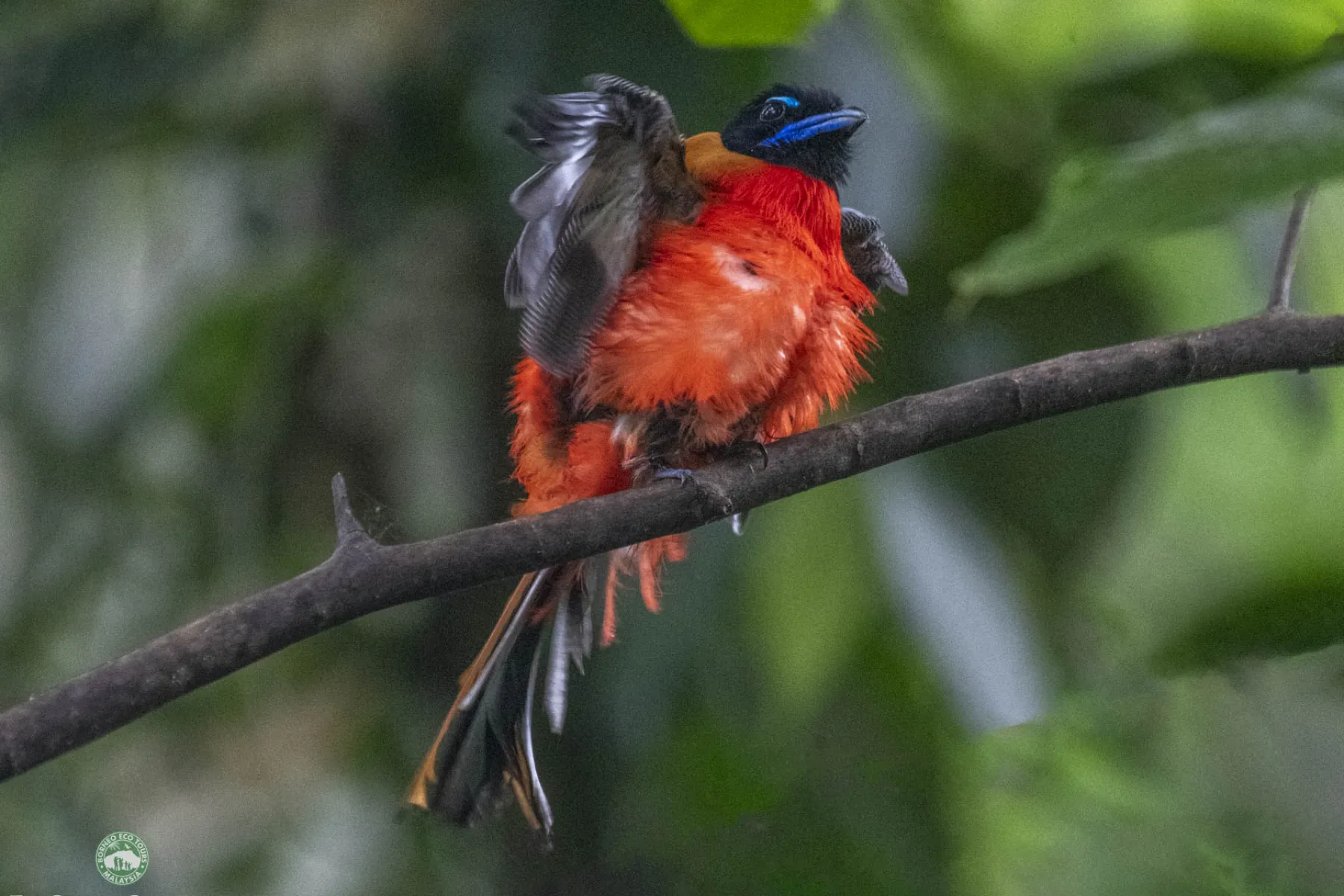Scarlet rumped trogon