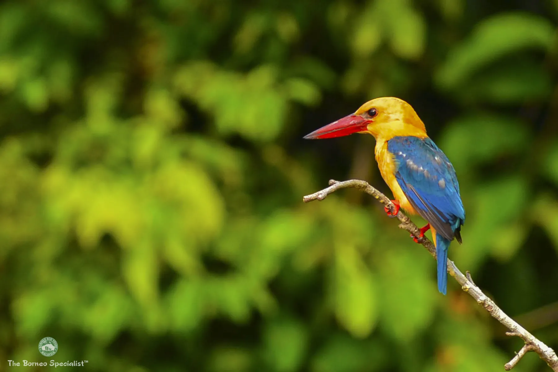 Stork-billed kingfisher