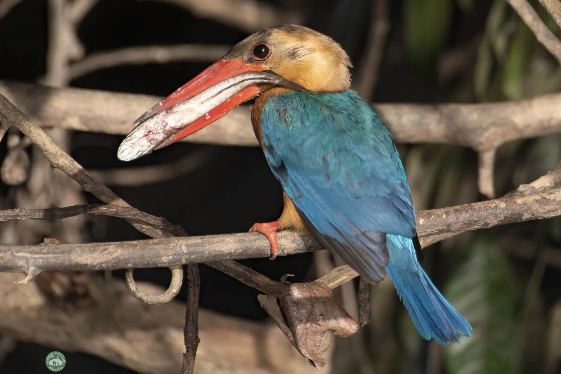 Stork billed kingfisher