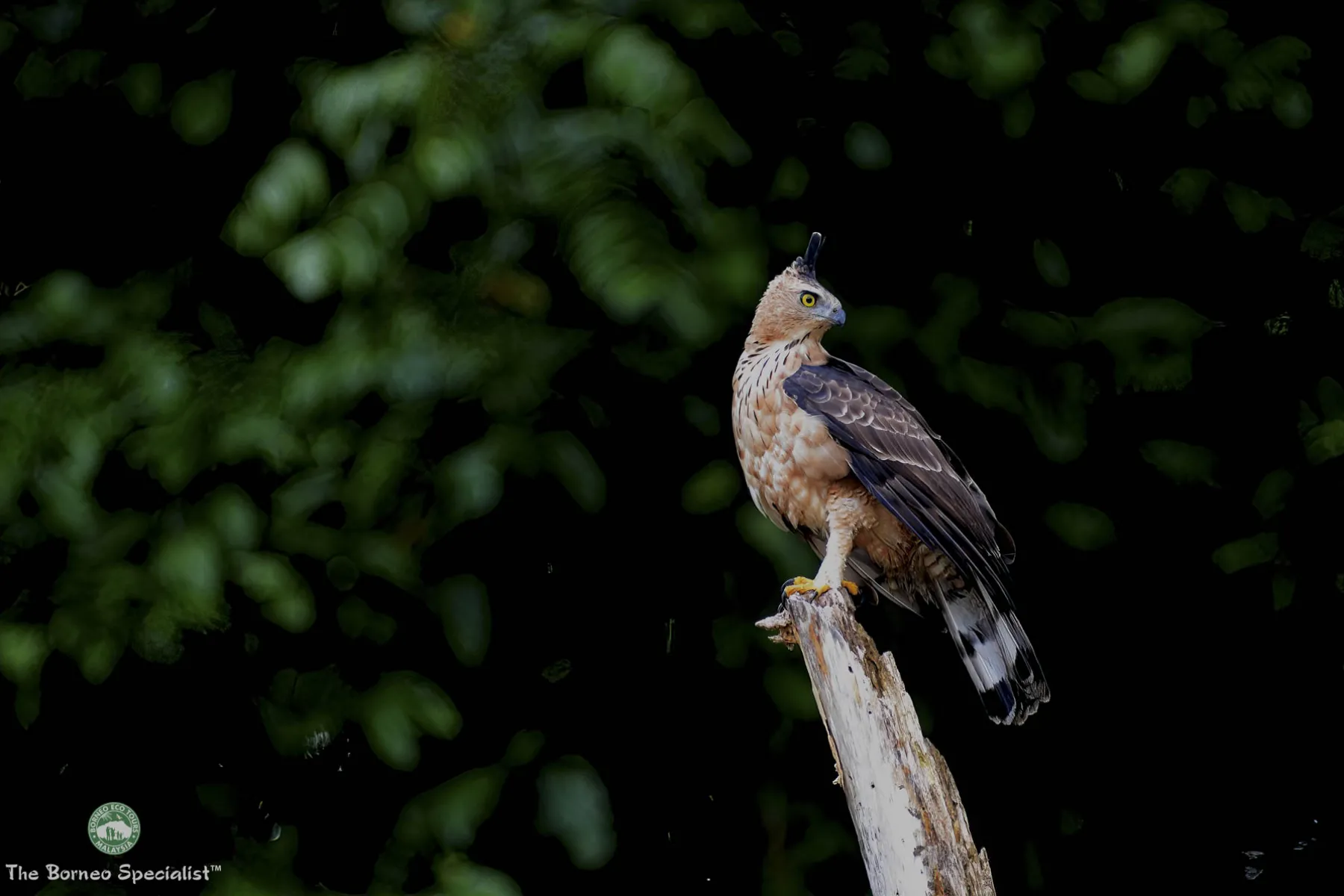 Wallace's hawk eagle