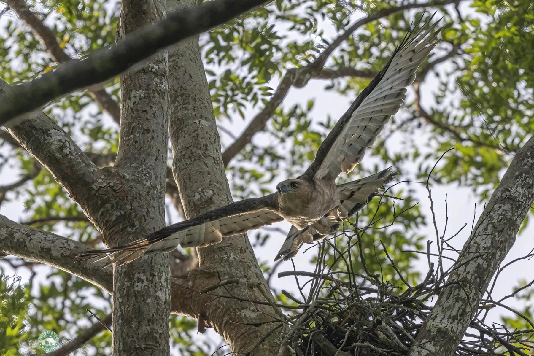 Wallace's hawk eagle